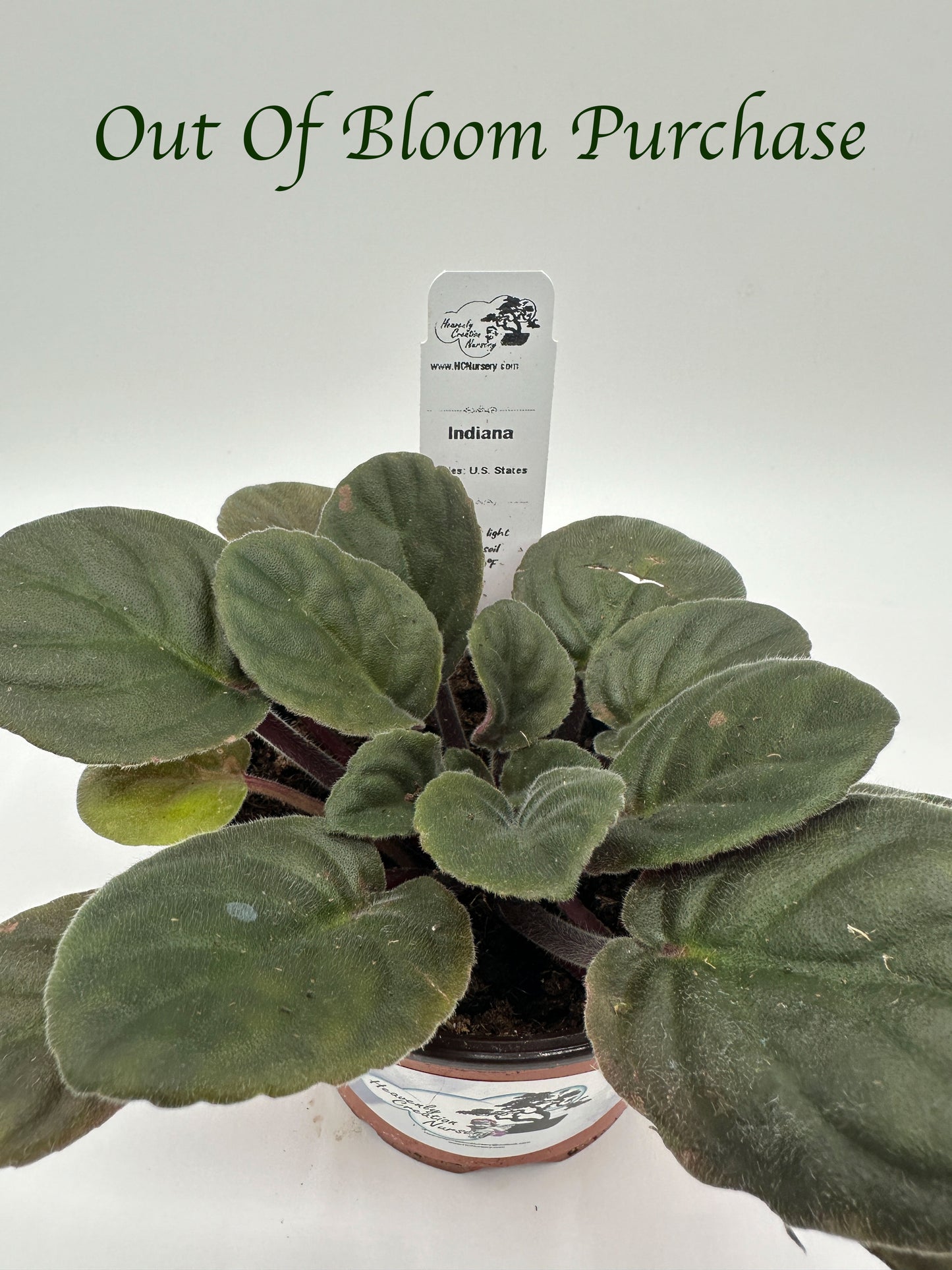 Indiana - Live African Violet 4" - Series: U.S. States