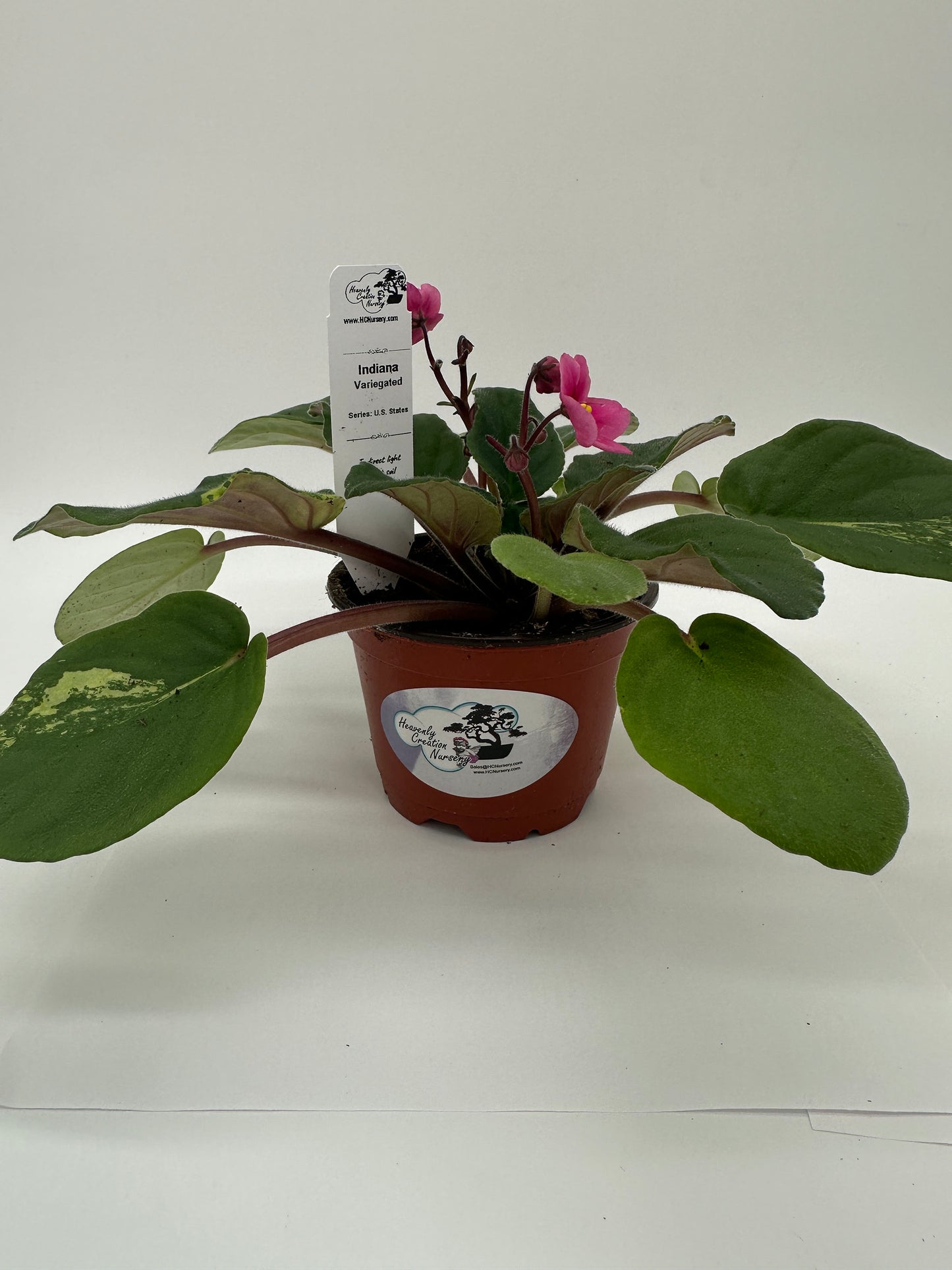 Indiana - Variegated (Rare) - Live African Violet 4" - Series: U.S. States