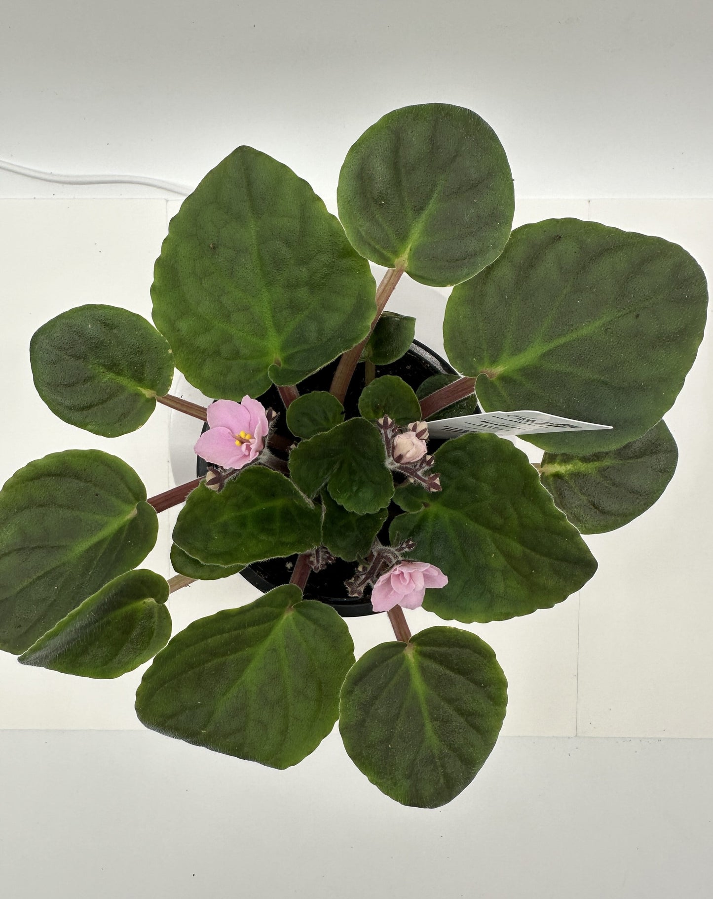 IsaBelle - Live African Violet 4" - Series: Southern Belle