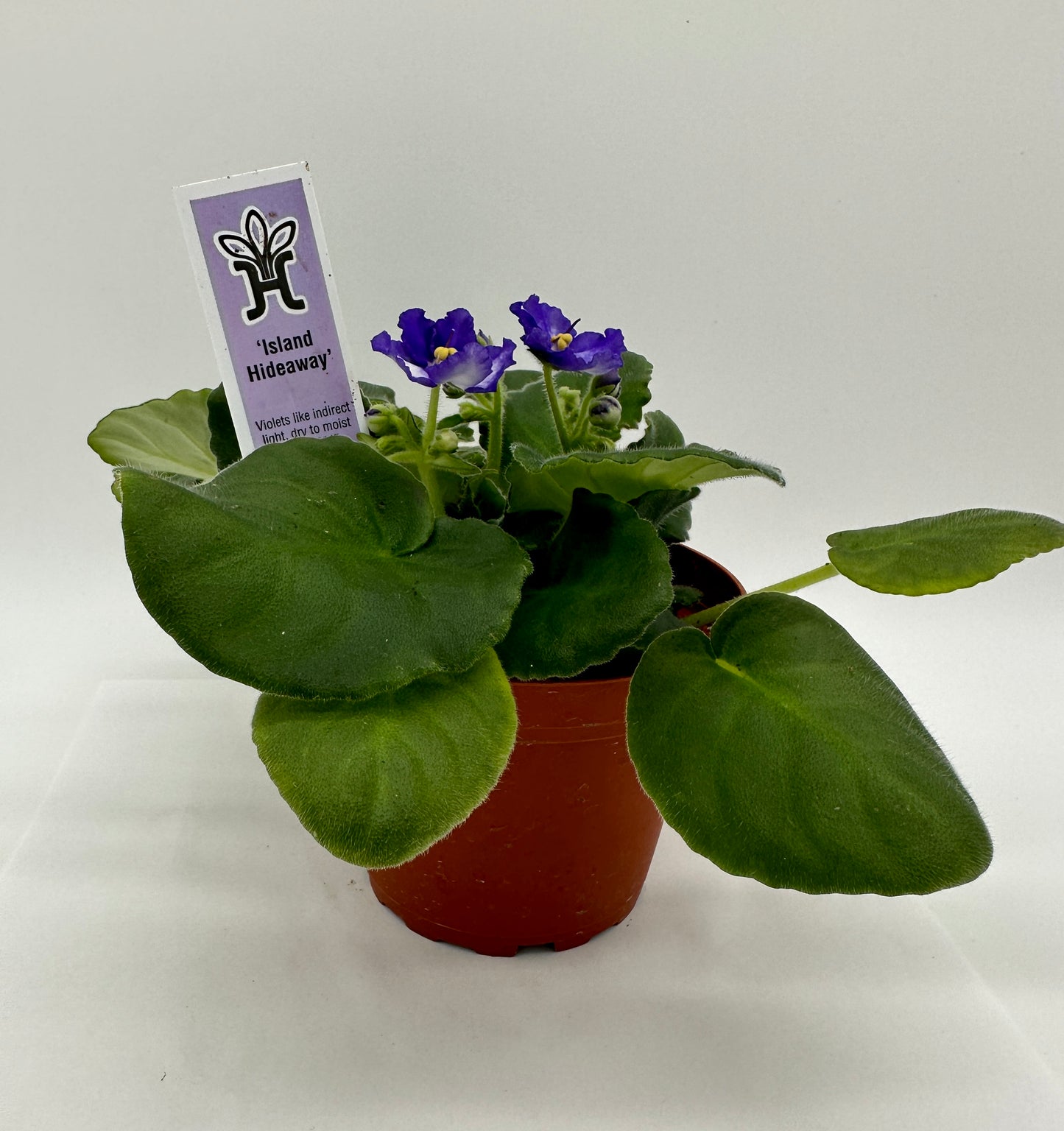 Island Hideaway - Live African Violet 4"