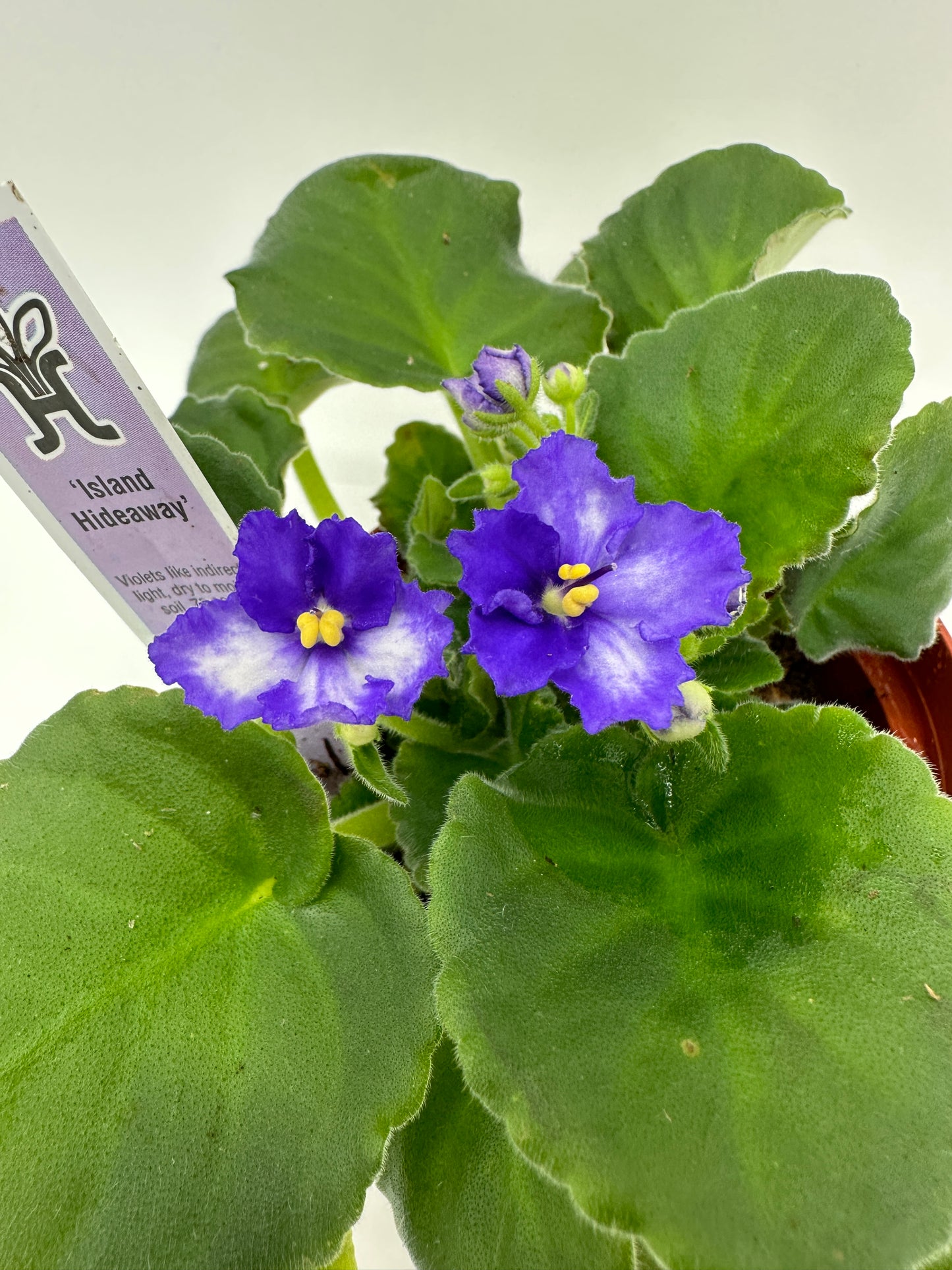 Island Hideaway - Live African Violet 4"