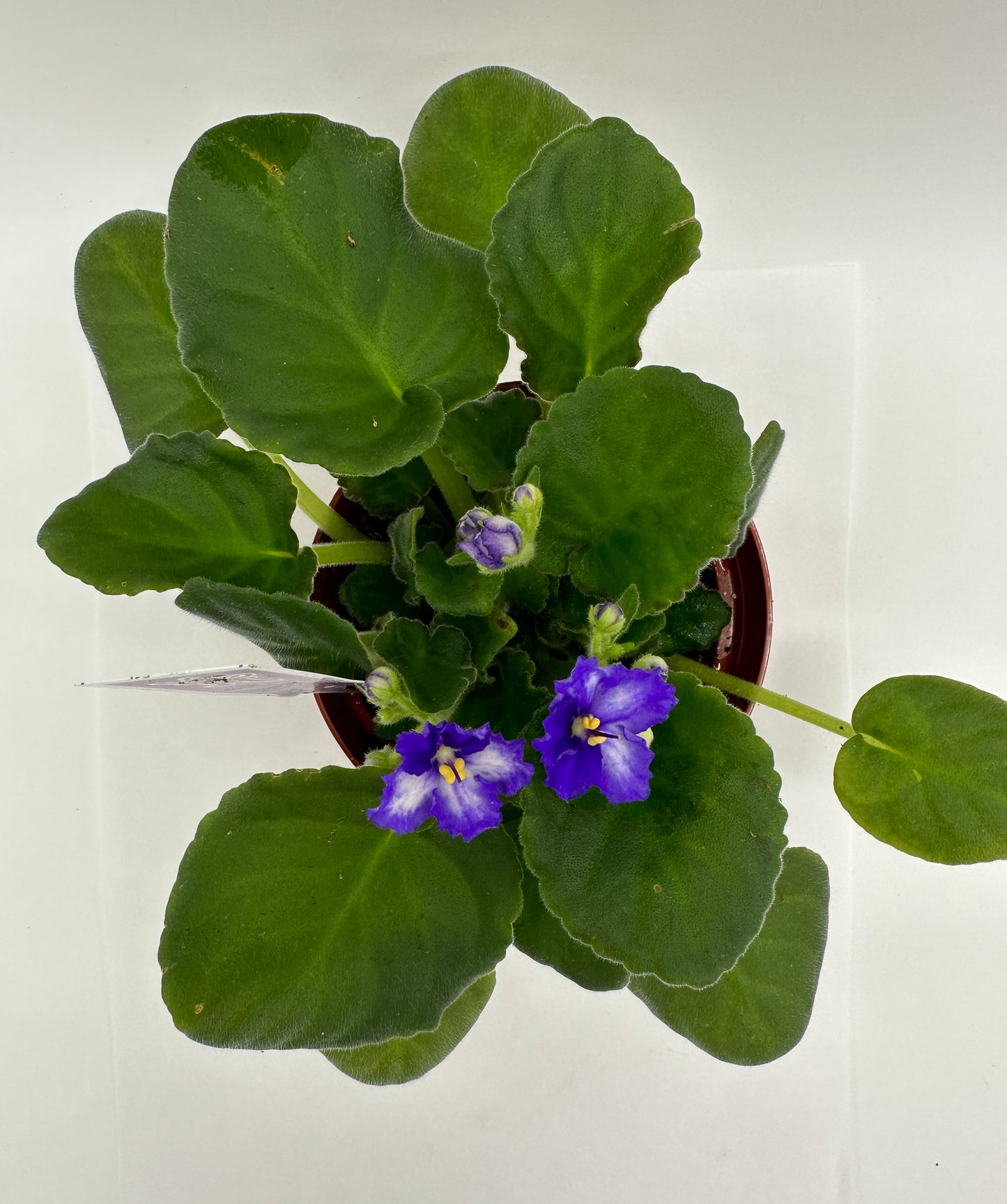 Island Hideaway - Live African Violet 4"