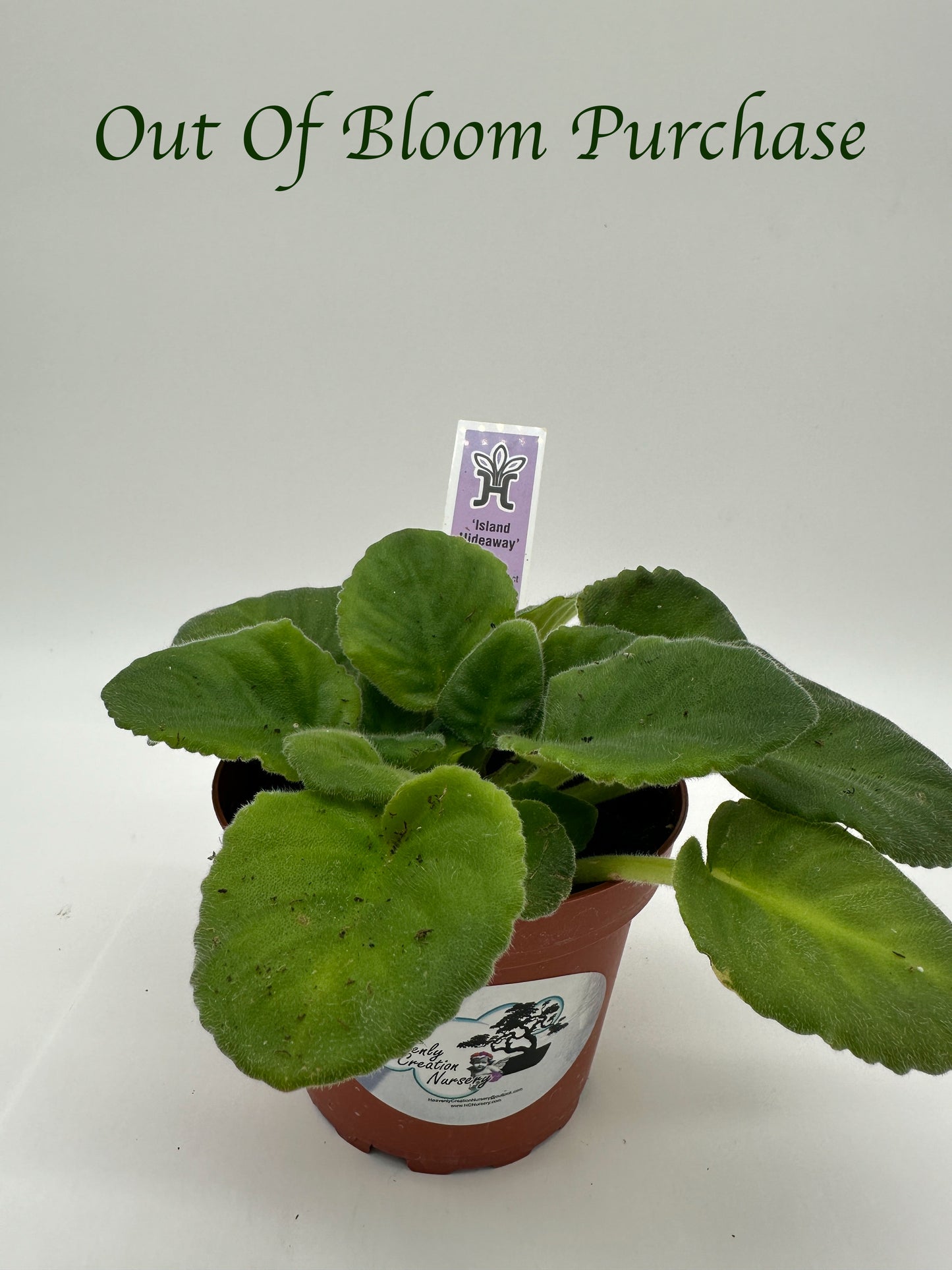 Island Hideaway - Live African Violet 4"
