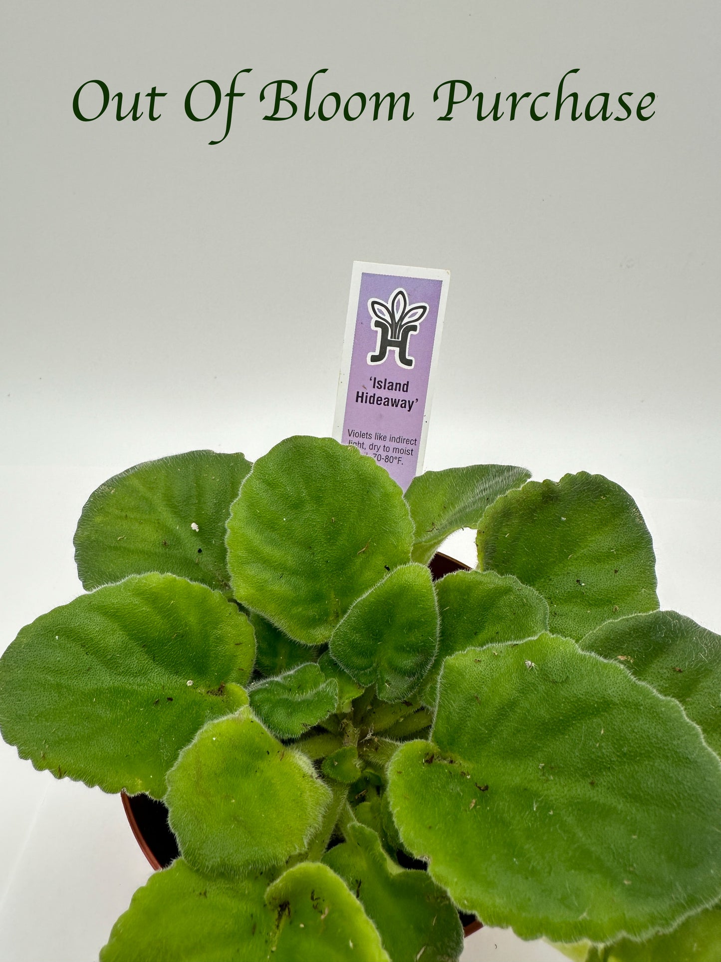 Island Hideaway - Live African Violet 4"