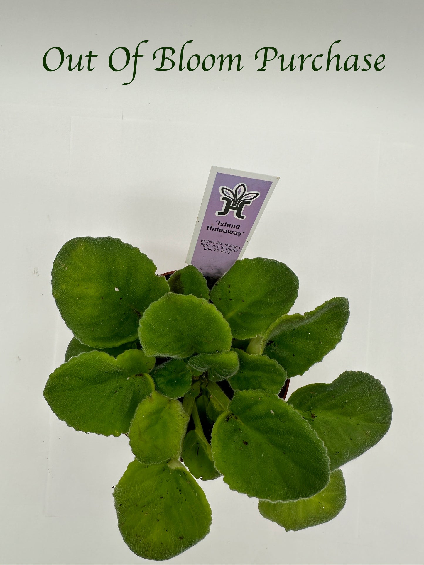 Island Hideaway - Live African Violet 4"