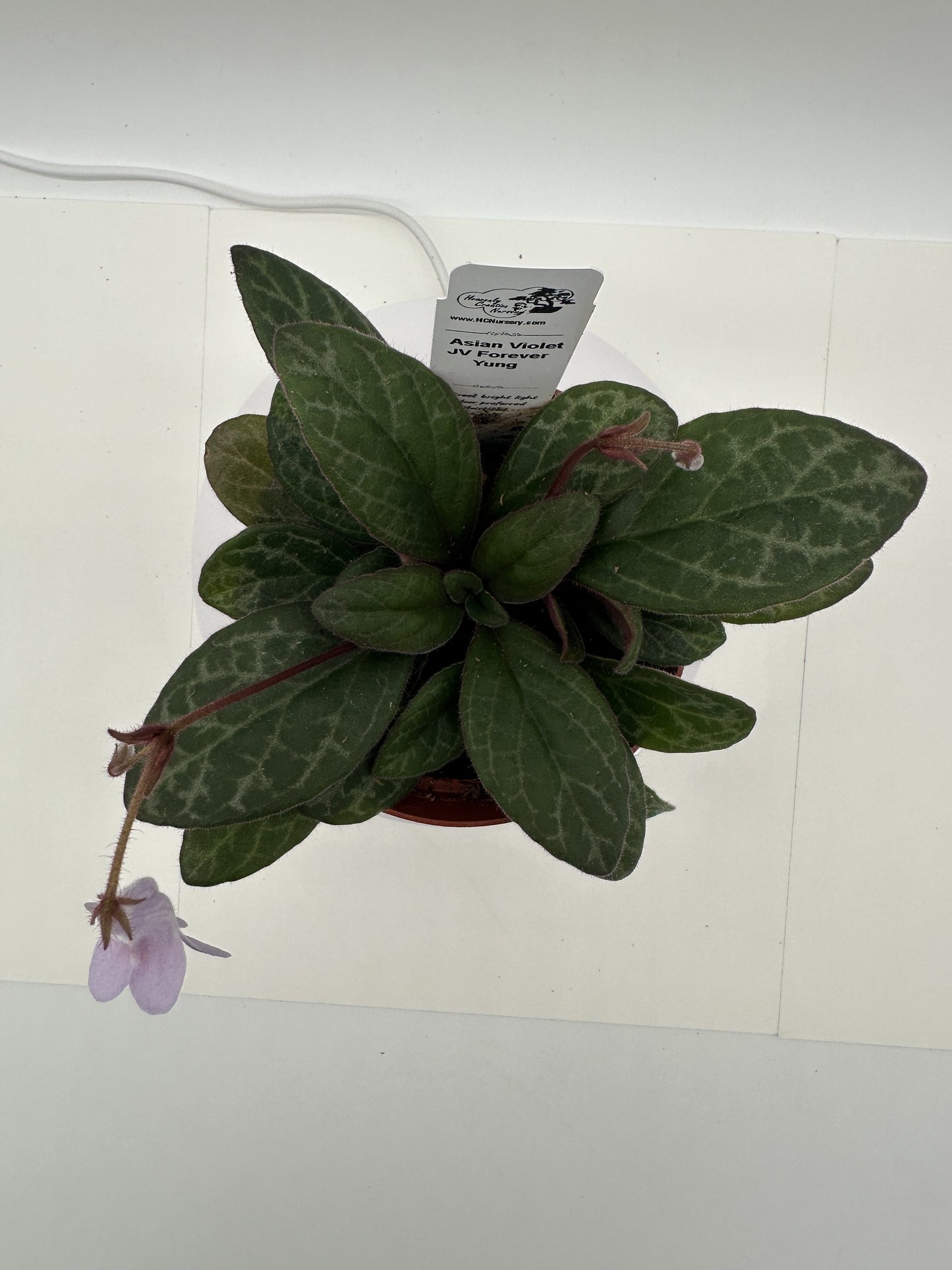 JV Forever Yung Asian Violet (Primulina) - Live Plant 4" (Copy)