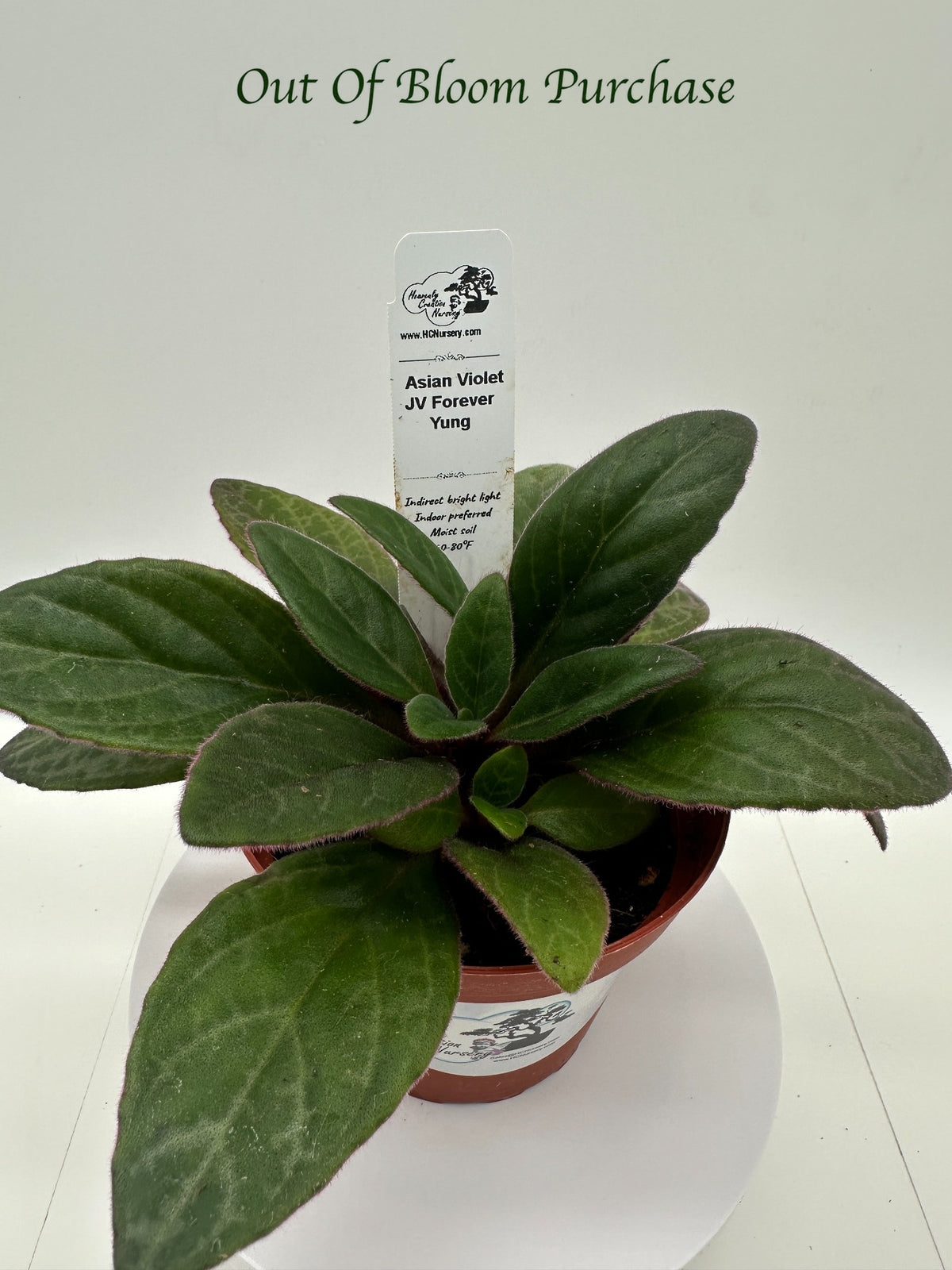 JV Forever Yung Asian Violet (Primulina) - Live Plant 4"