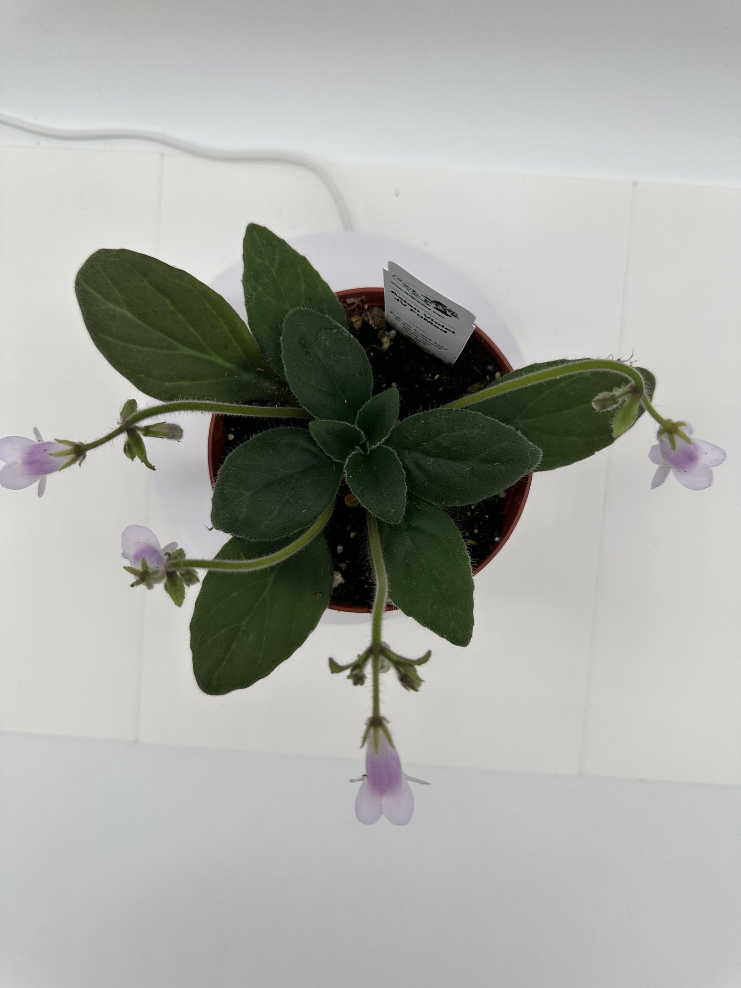 JV FuMed Asian Violet (Primulina) - Live Plant 4"
