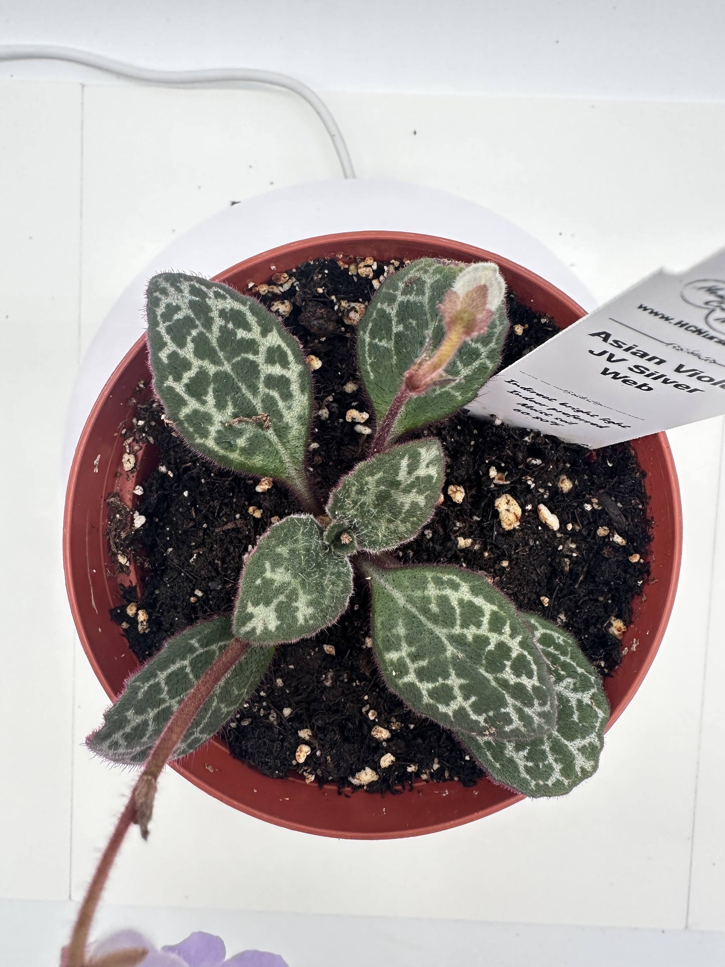 JV Silver Web Asian Violet (Primulina) - Live Plant 4"