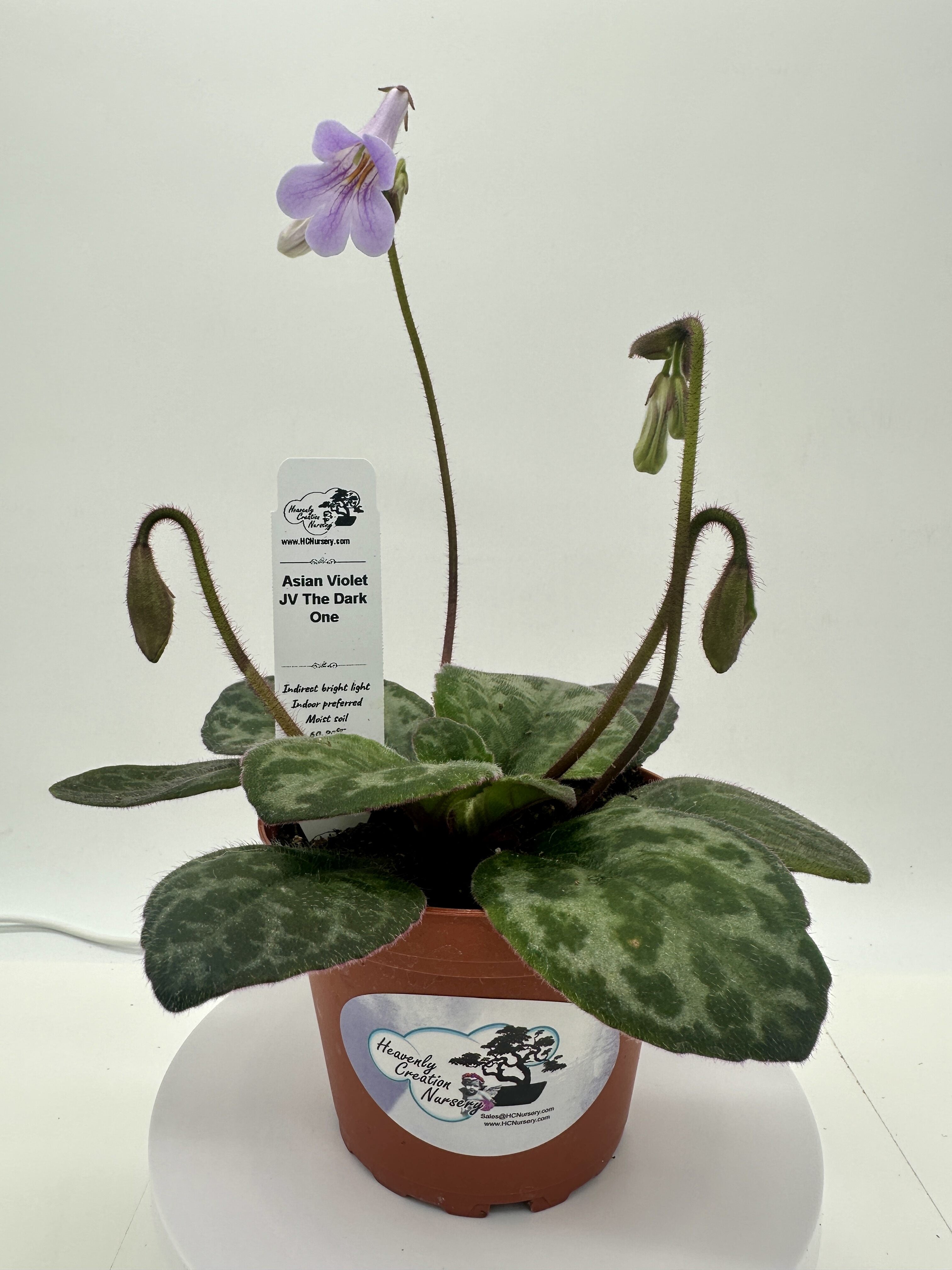 JV The Dark One Asian Violet (Primulina) - Live Plant 4