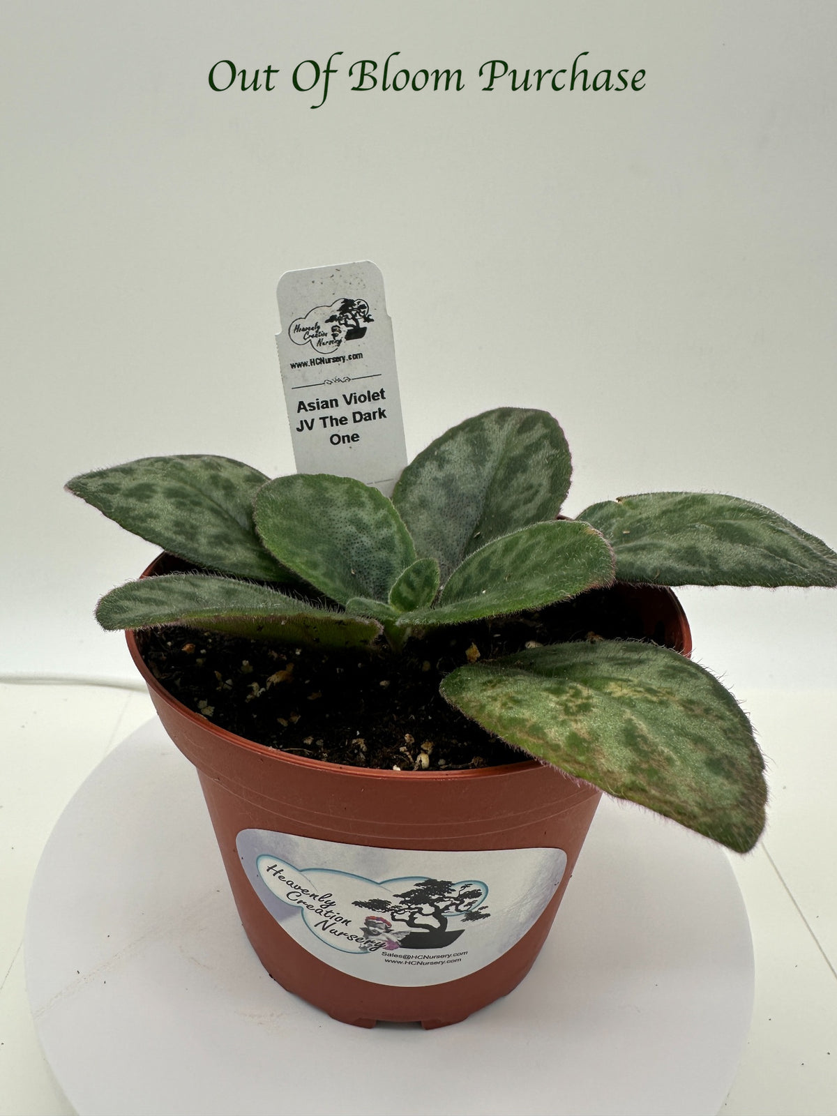 JV The Dark One Asian Violet (Primulina) - Live Plant 4"