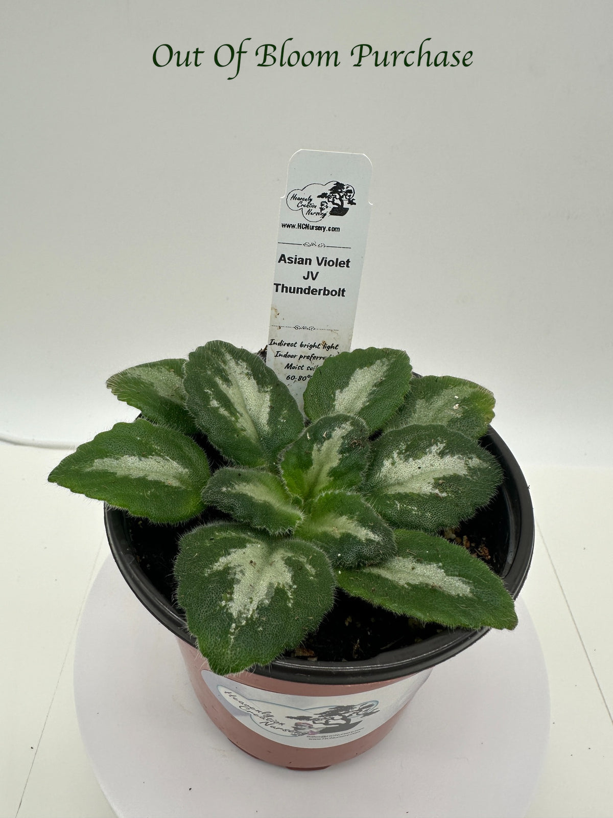 JV Thunderbolt Asian Violet (Primulina) - Live Plant 4"