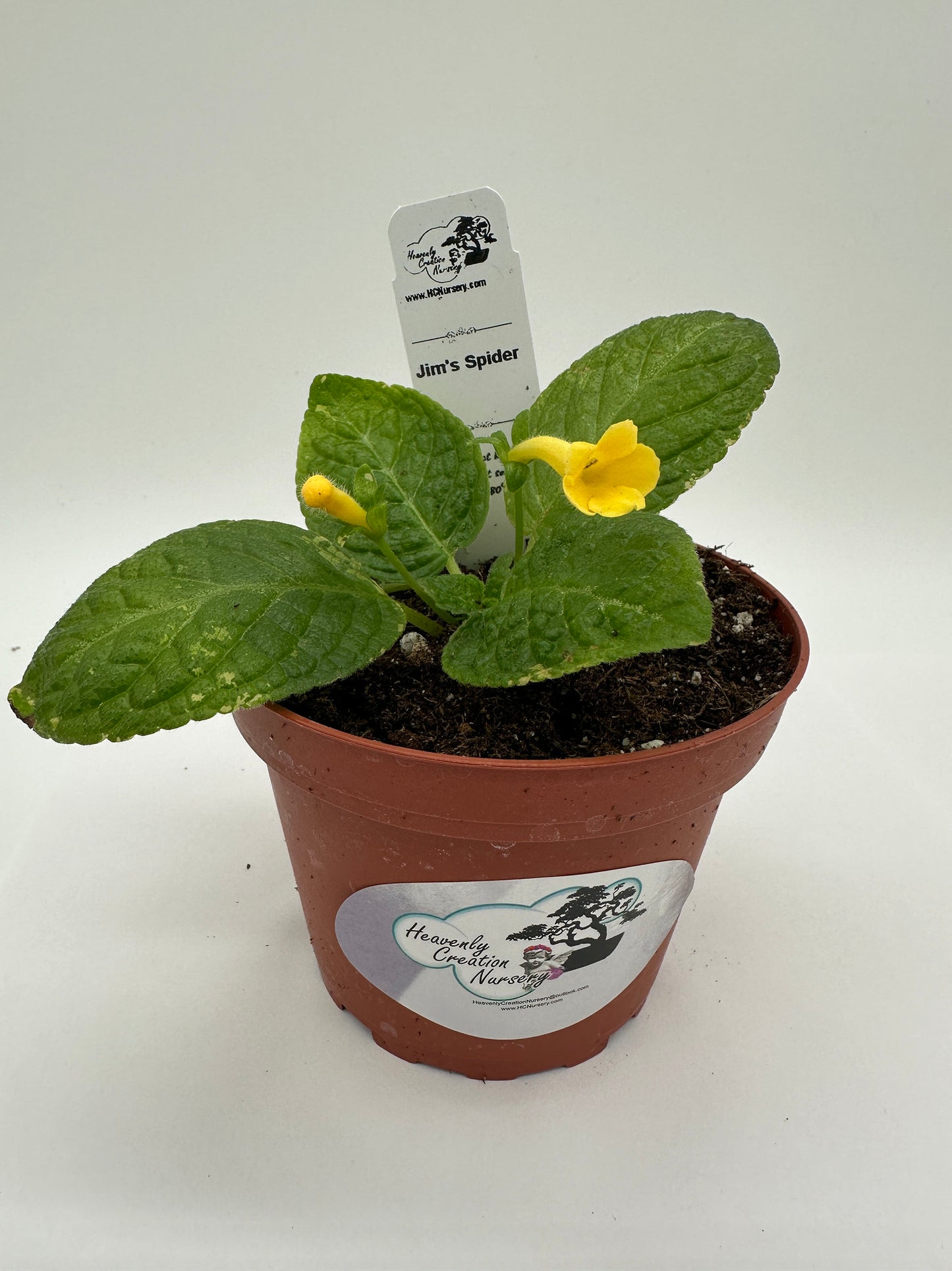 Jim's Spider - Live Episcia 4" (Elite)