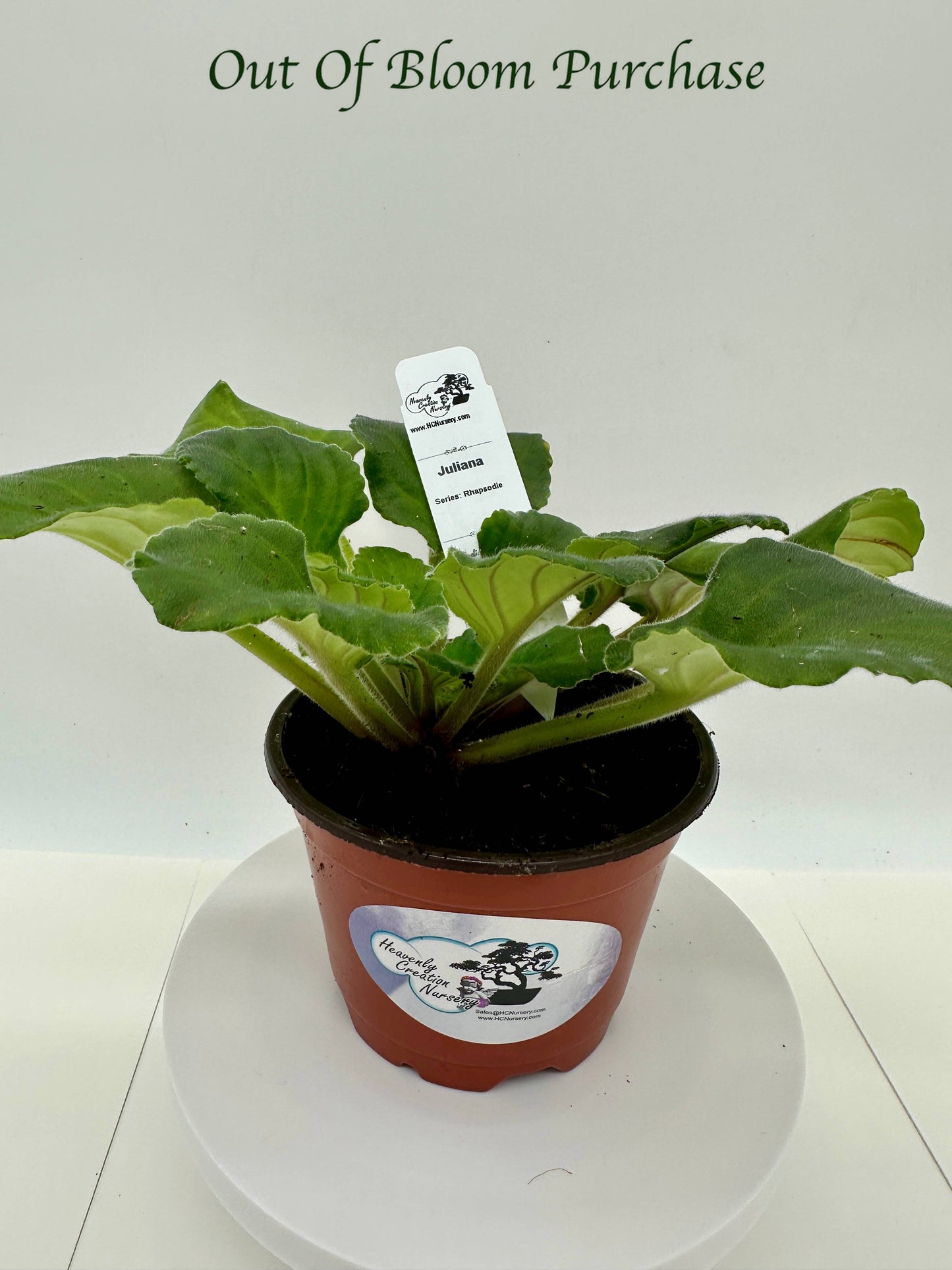 Juliana - Live African Violet 4" - Series: Rhapsodie