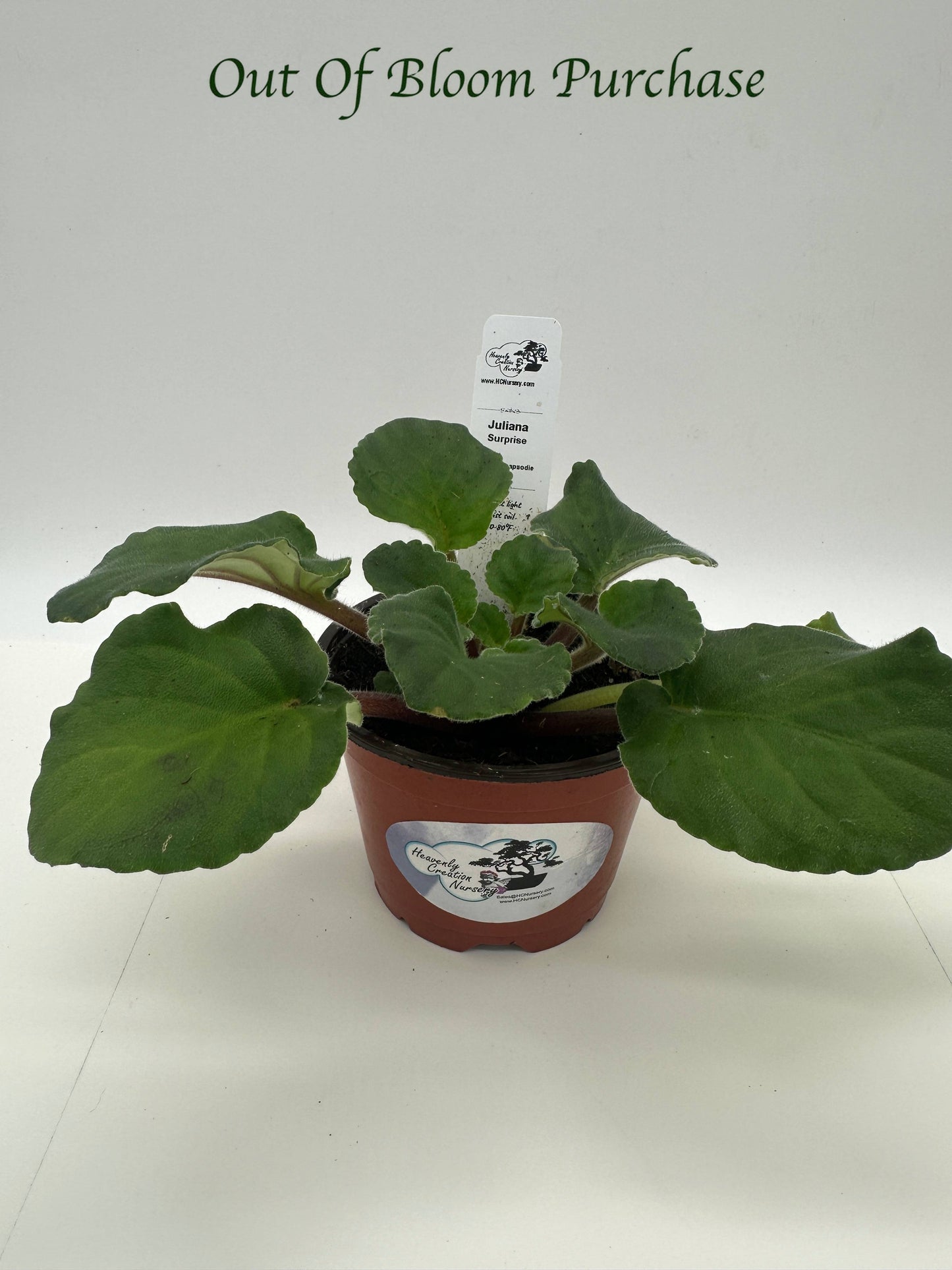 Juliana - Surprise - Live African Violet 4" - Series: Rhapsodie