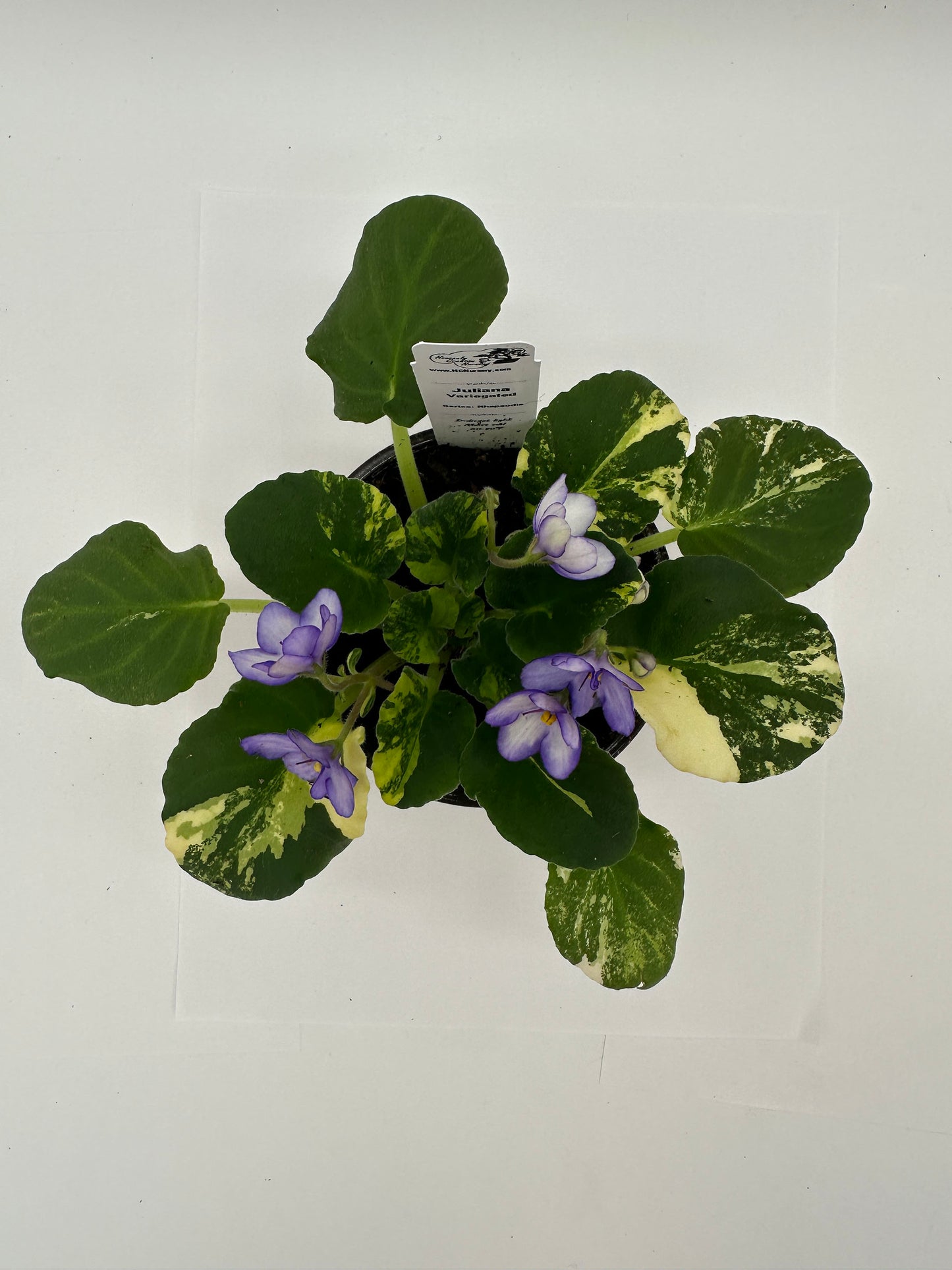 Juliana - Variegated (Rare) - Live African Violet 4" - Series: Rhapsodie