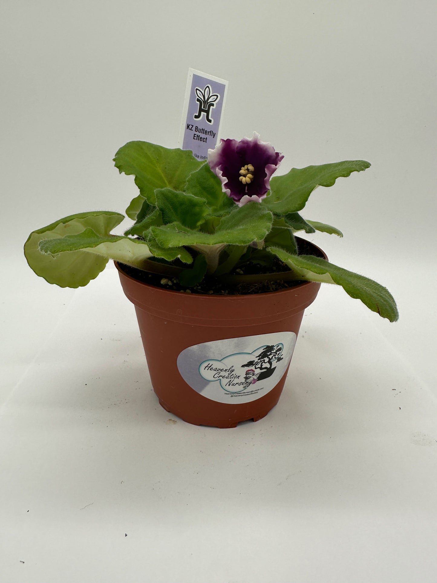 KZ Butterfly Effect - Live African Violet 4"