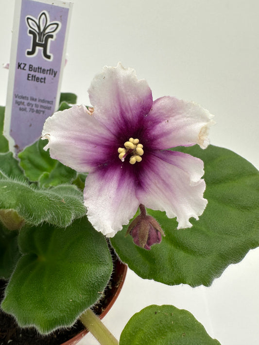 KZ Butterfly Effect - Live African Violet 4"