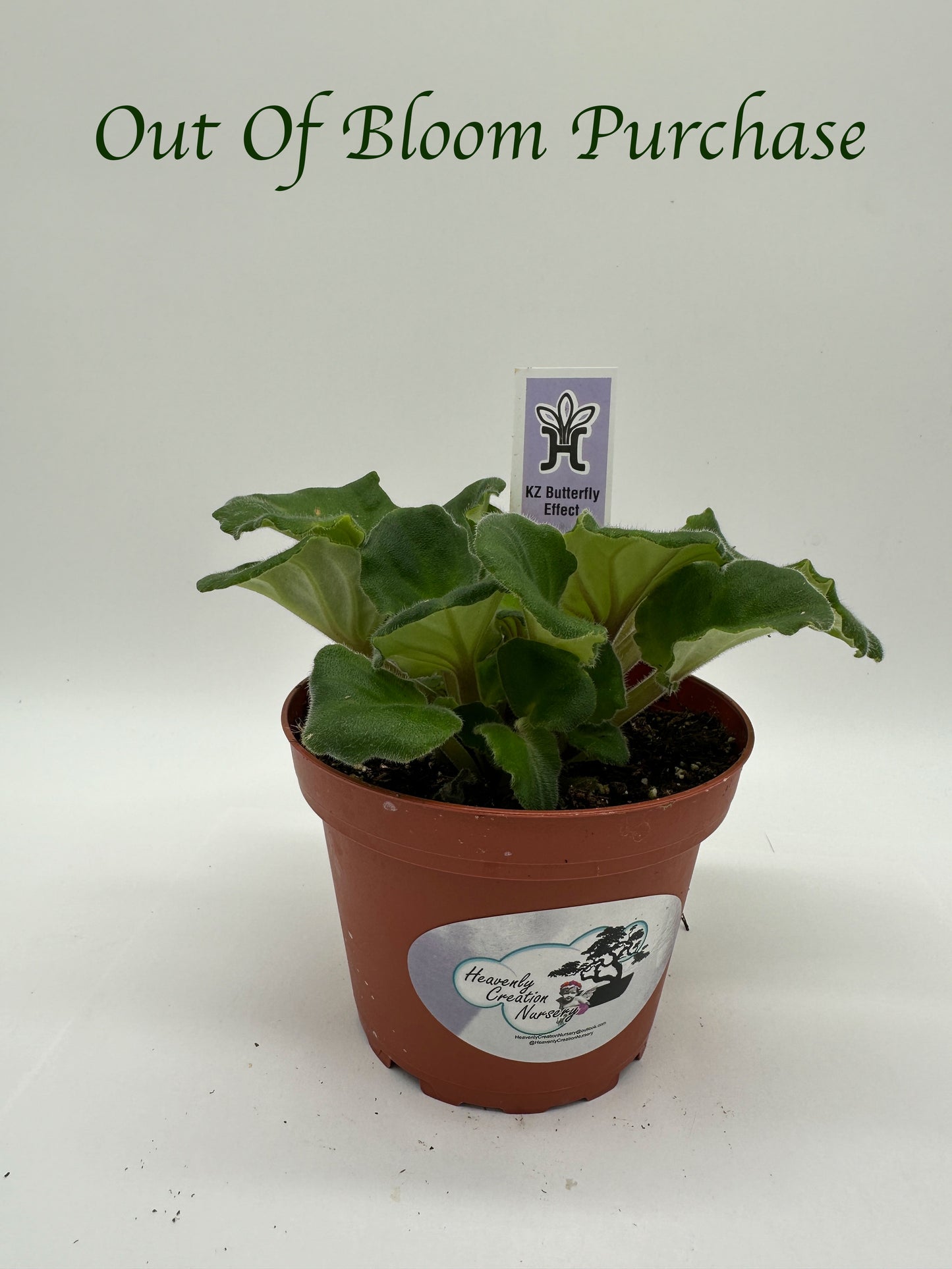 KZ Butterfly Effect - Live African Violet 4"