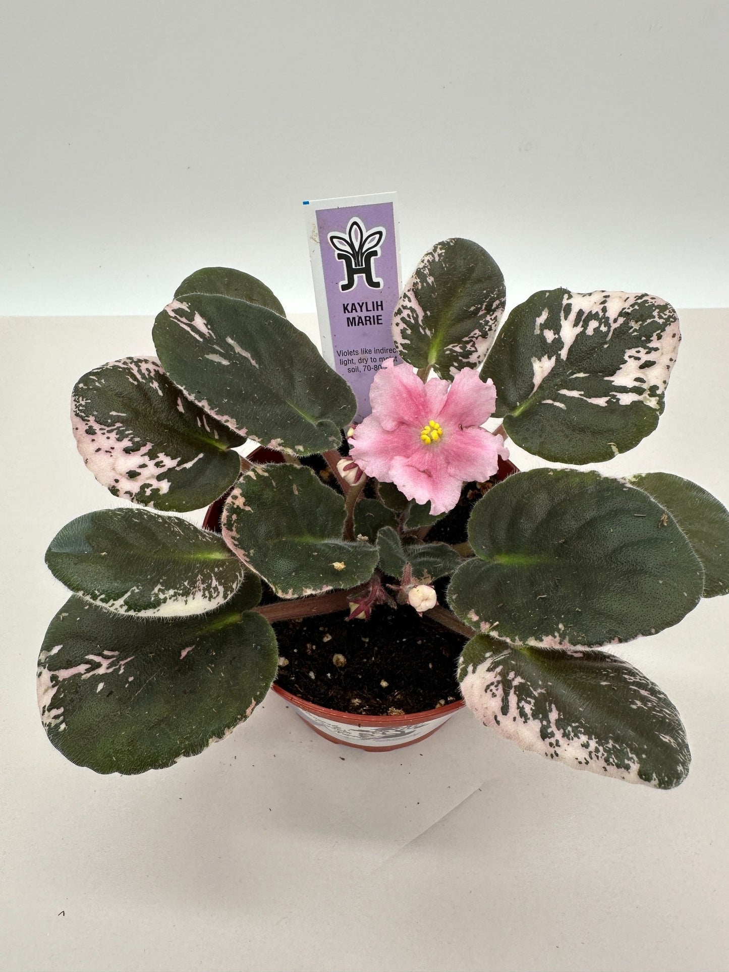 Kaylih Marie - Live African Violet 4"