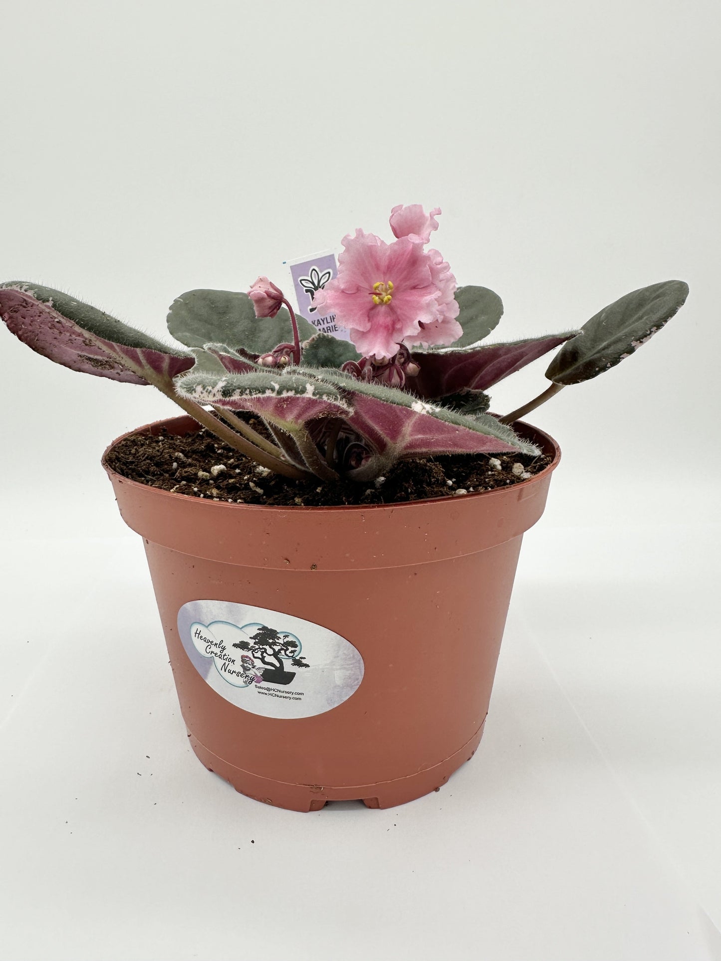 Kaylih Marie - Live African Violet 6"