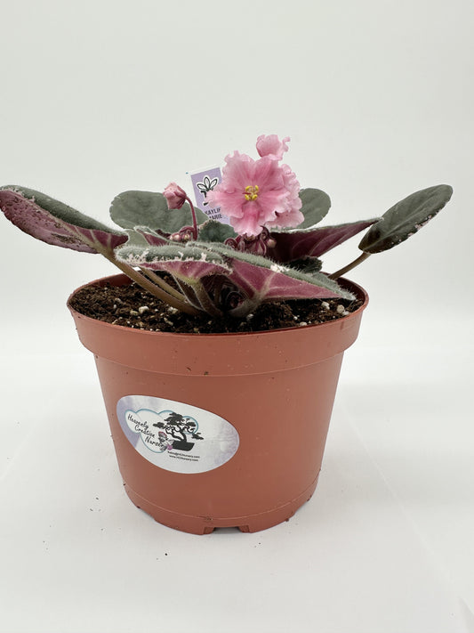 Kaylih Marie - Live African Violet 6"