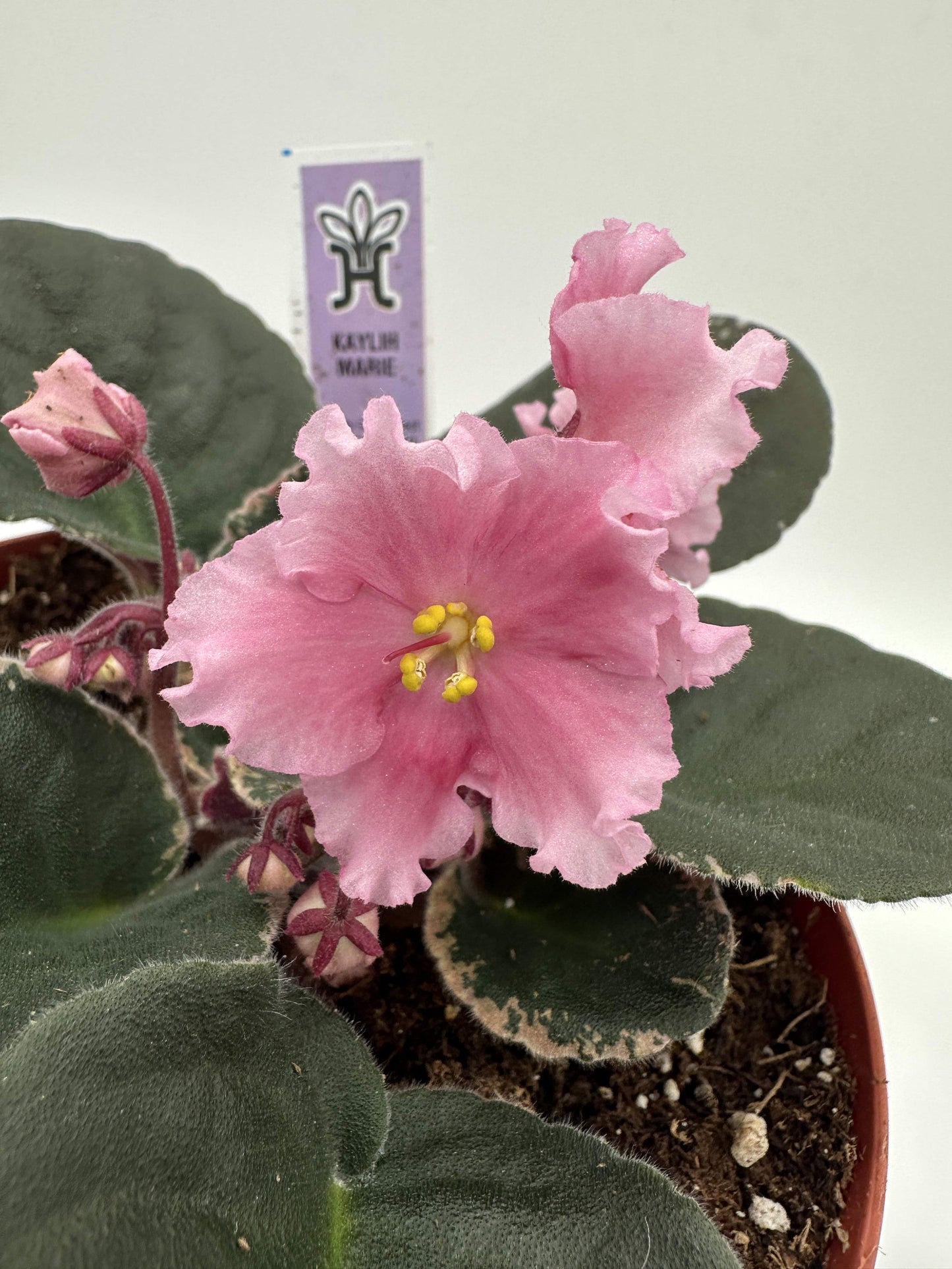 Kaylih Marie - Live African Violet 6"