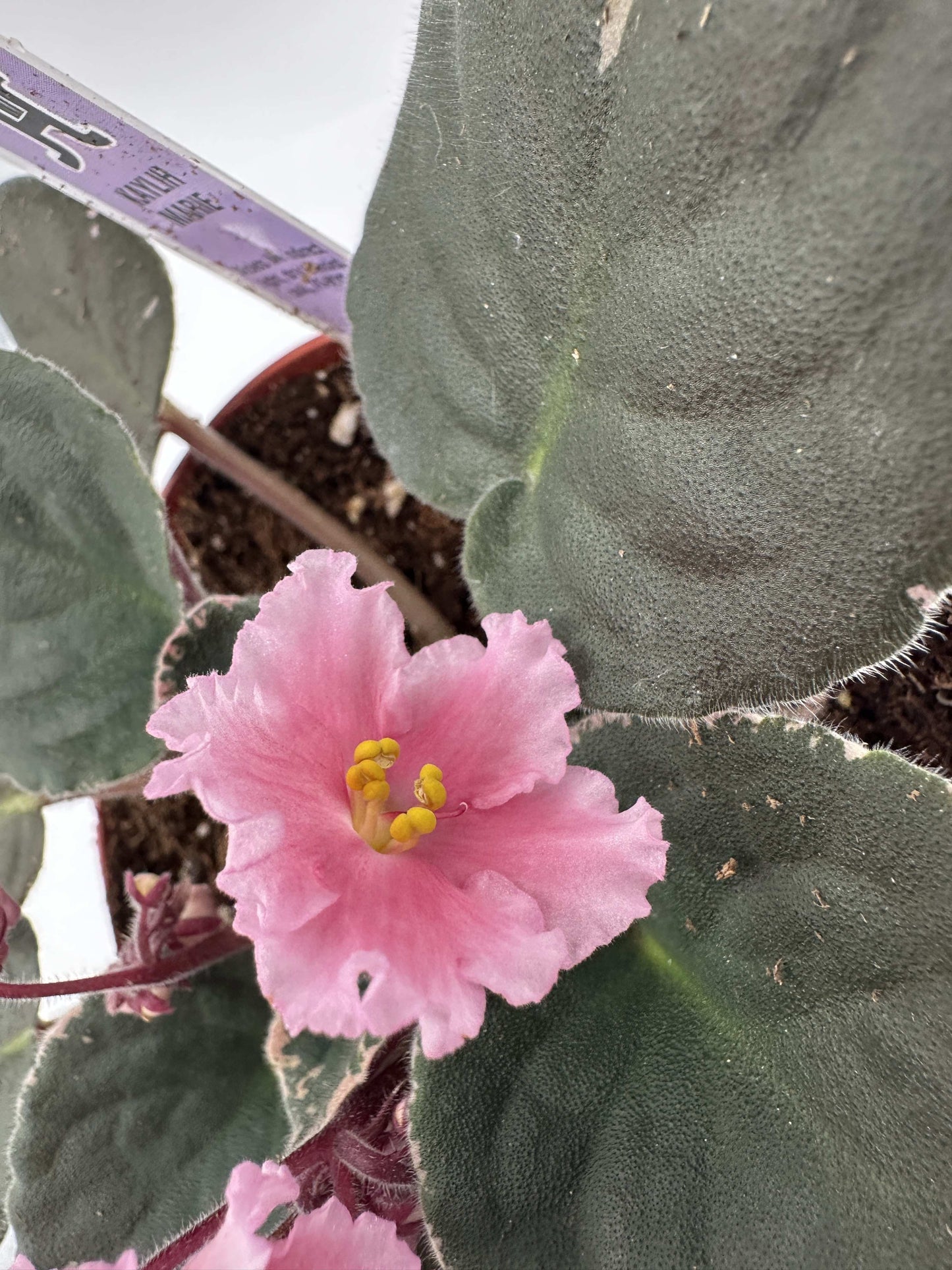Kaylih Marie - Live African Violet 6"