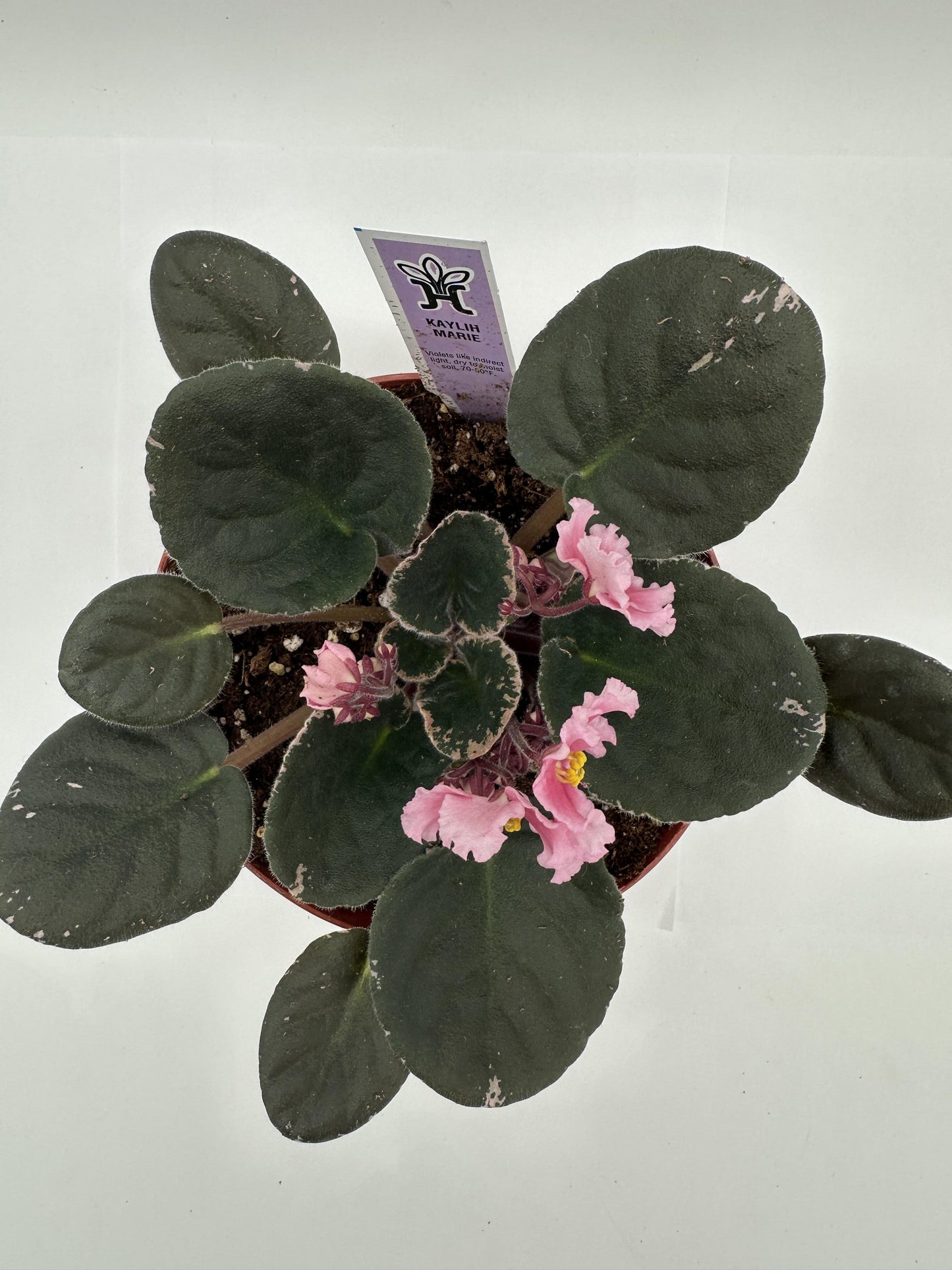 Kaylih Marie - Live African Violet 6"