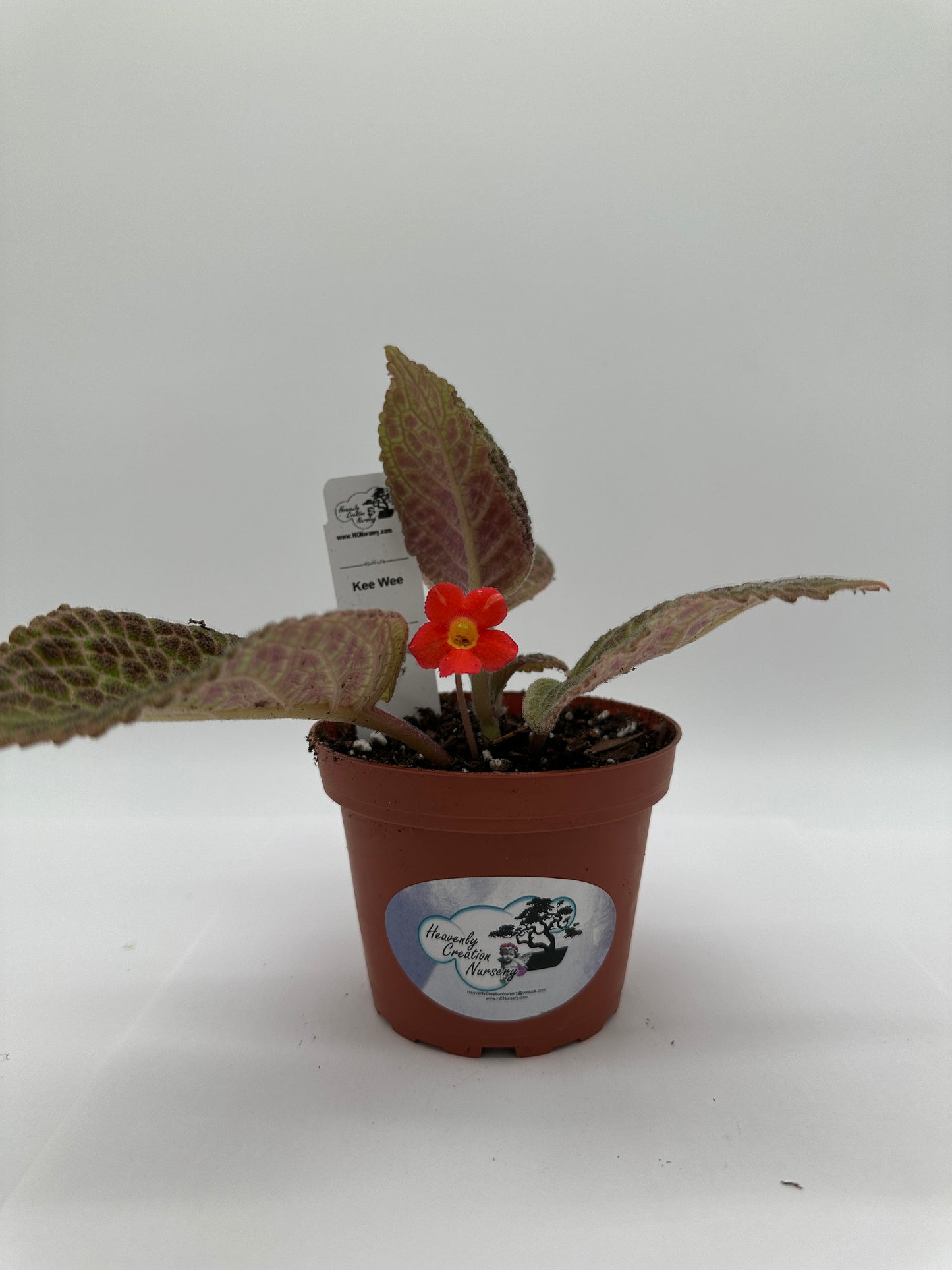 Kee Wee - Live Episcia 4"