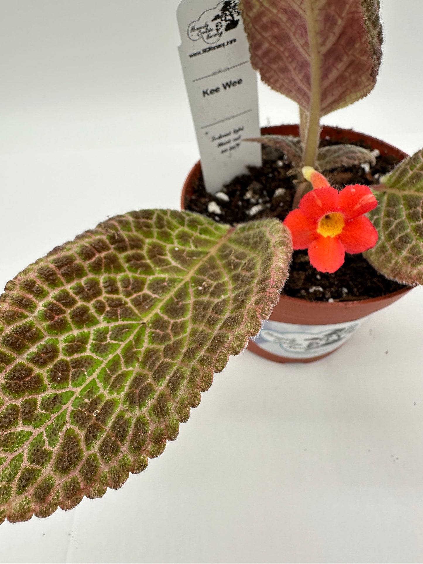 Kee Wee - Live Episcia 4"