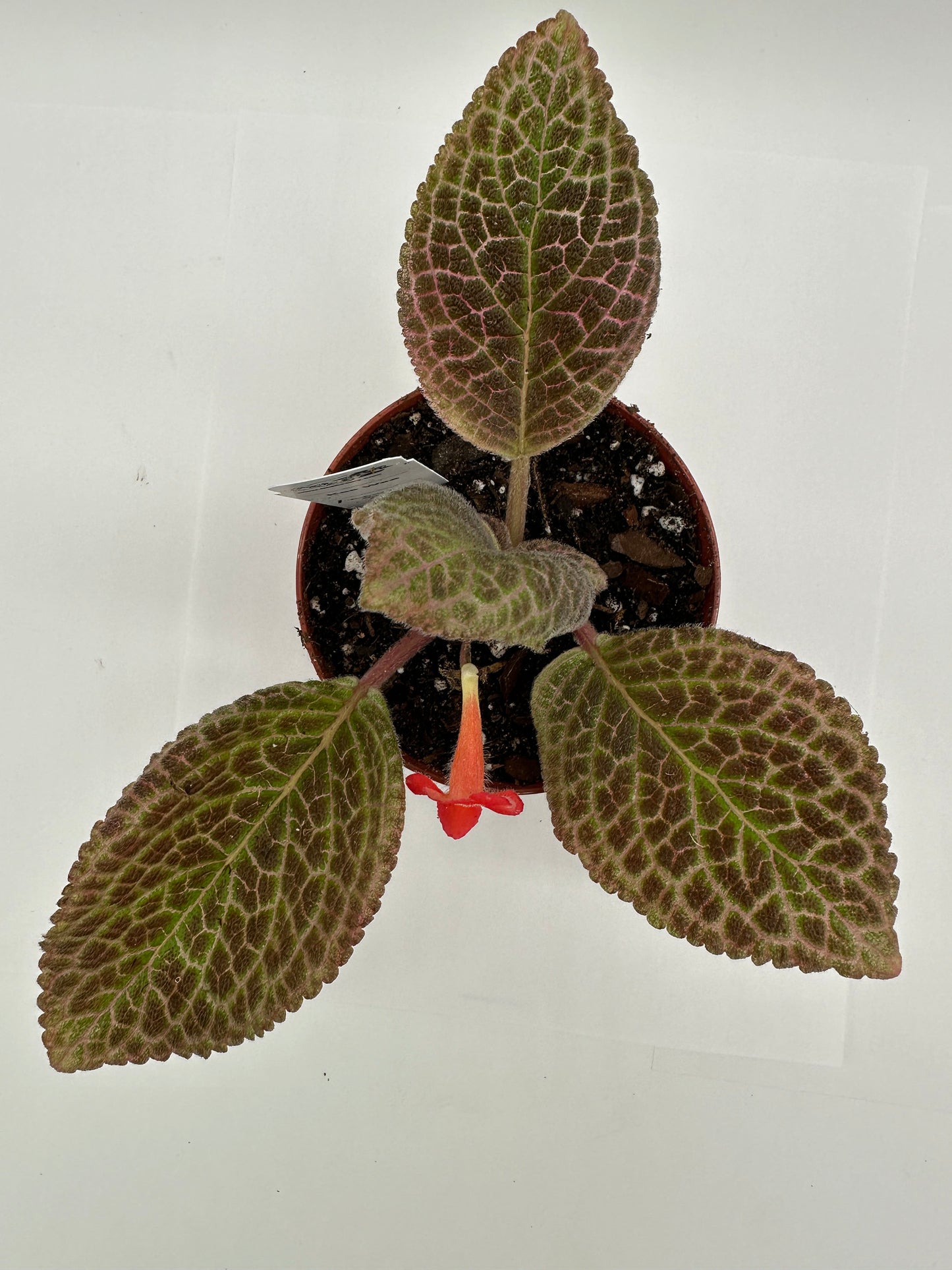 Kee Wee - Live Episcia 4"