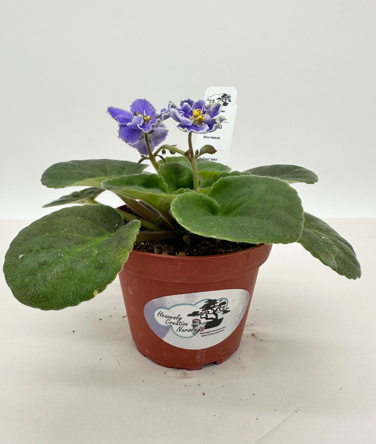 Kei Yoki - Blue Hybrid - Live African Violet 4"