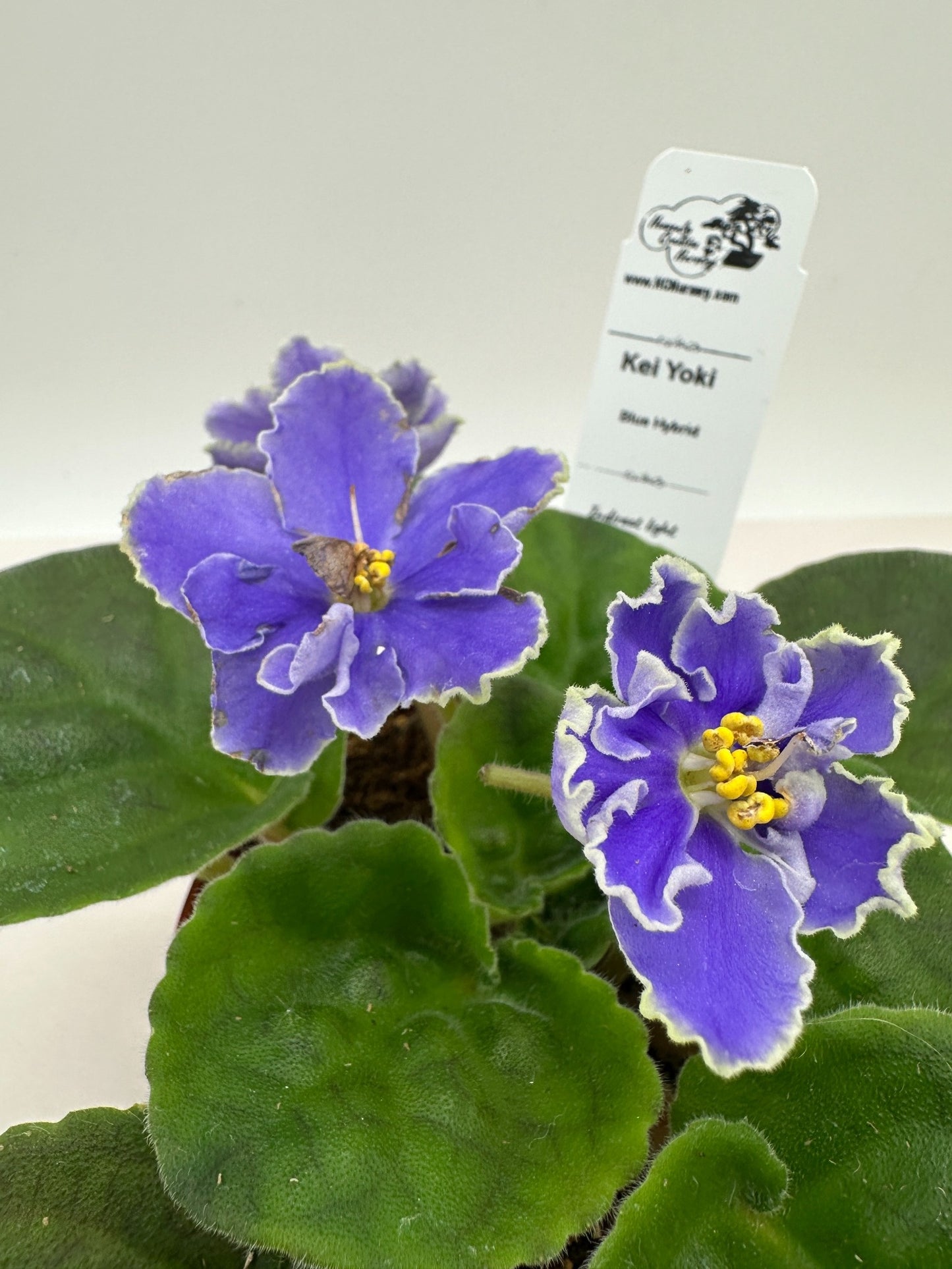 Kei Yoki - Blue Hybrid - Live African Violet 4"