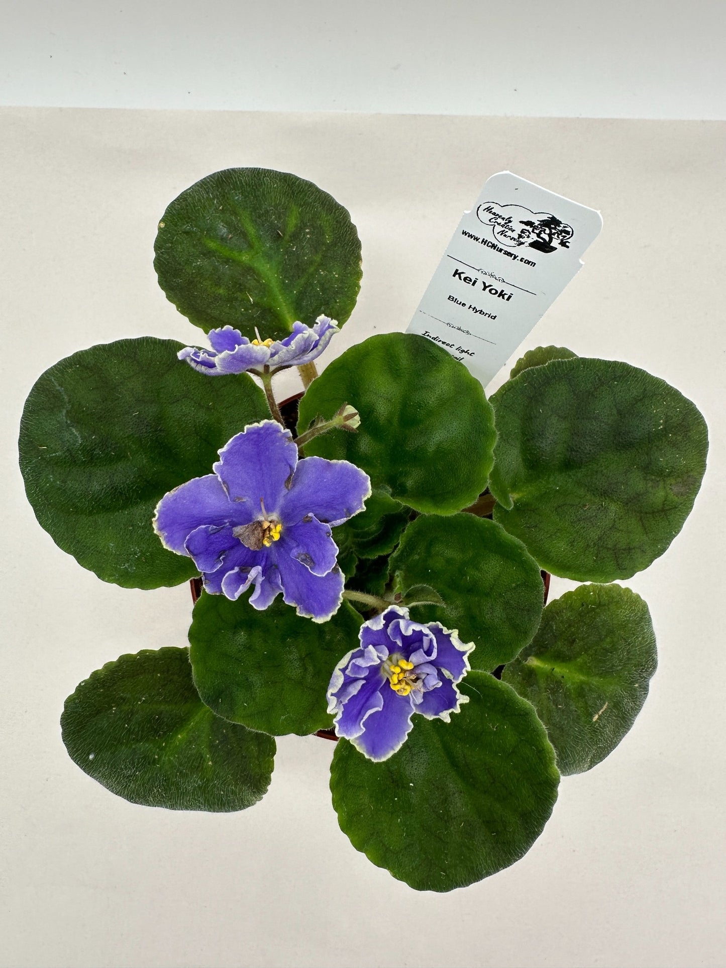 Kei Yoki - Blue Hybrid - Live African Violet 4"