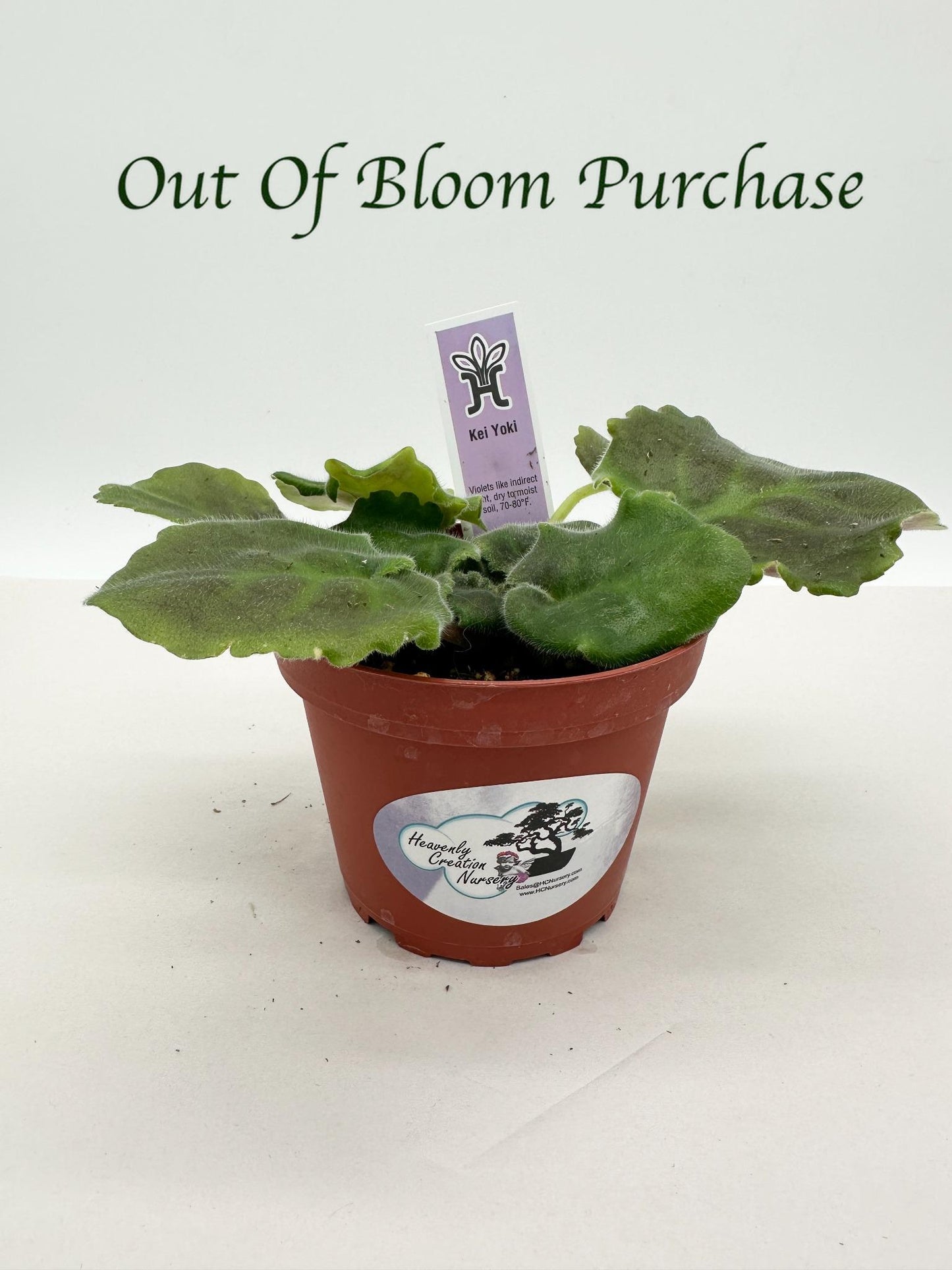 Kei Yoki - Live African Violet 4"