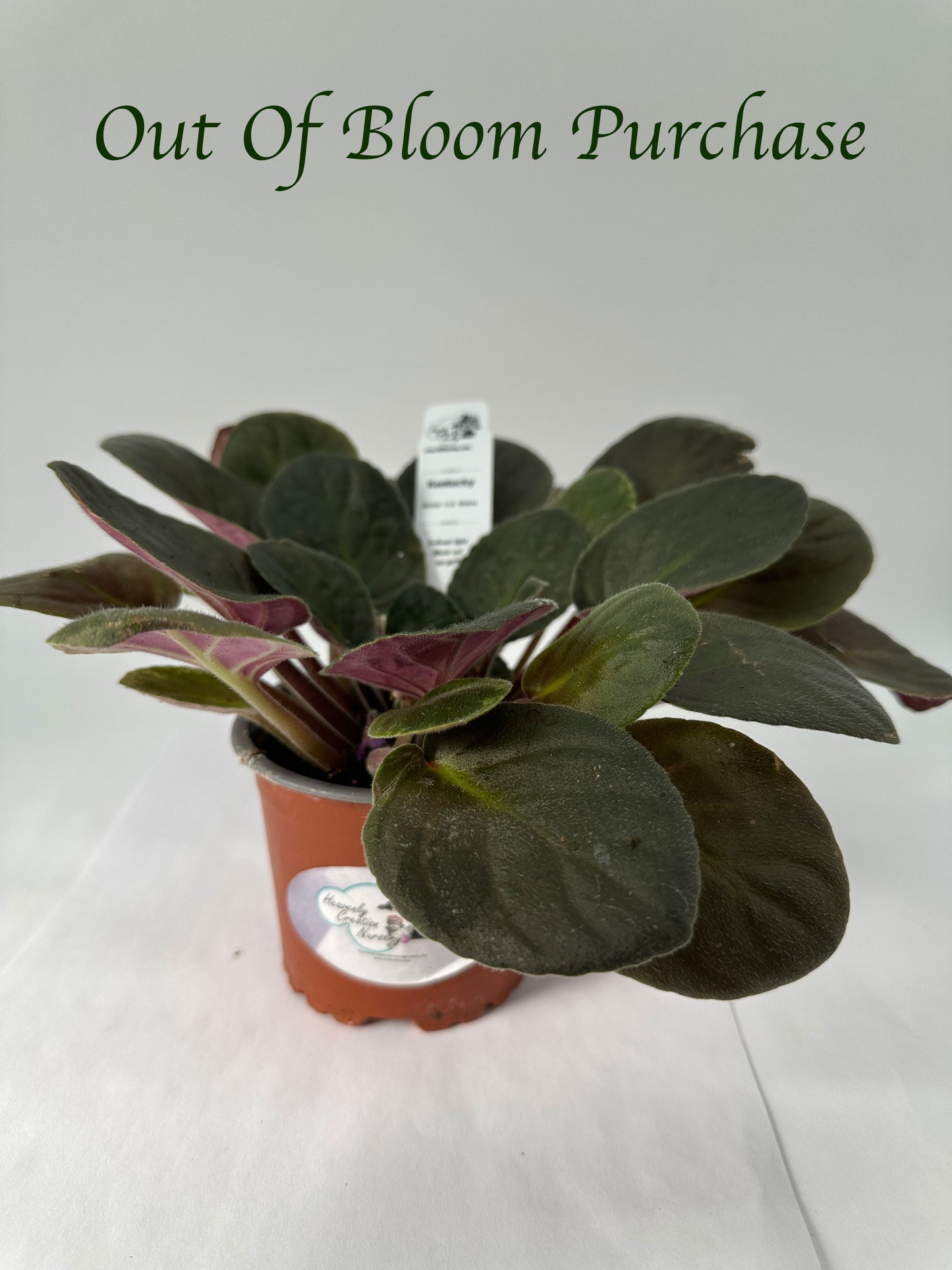Kentucky - Live African Violet 4" - Series: U.S. States