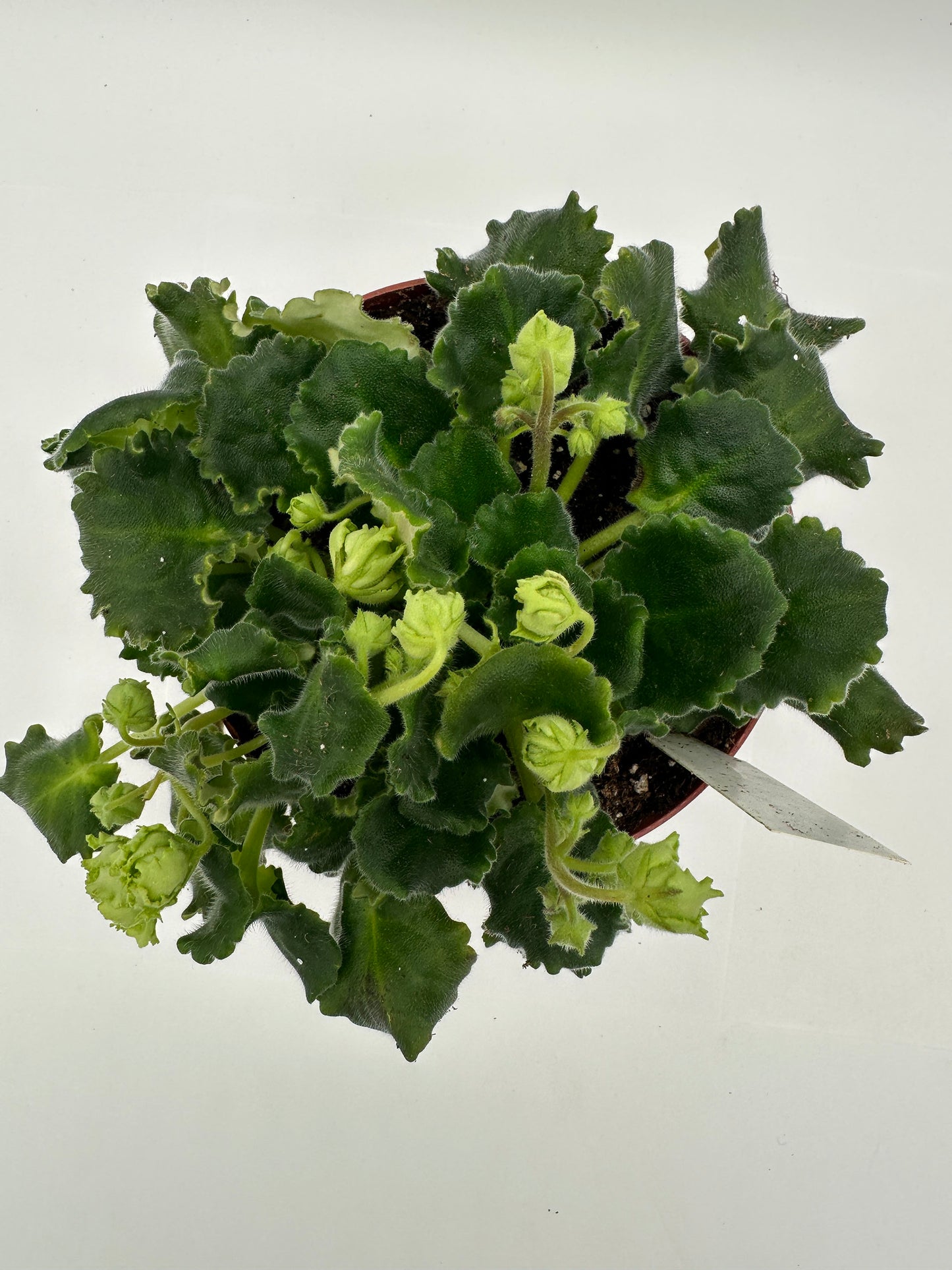 Kermit - Live African Violet 6"