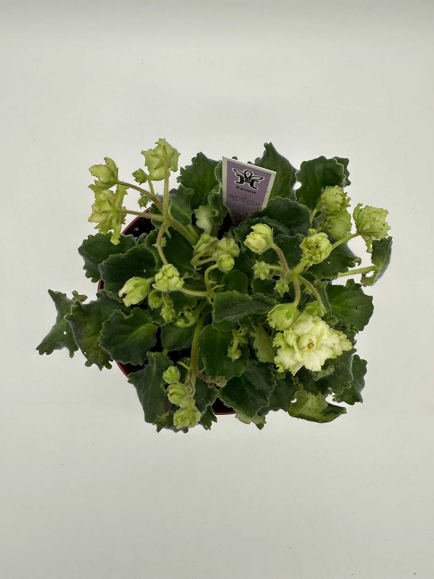 Kermit - Live African Violet 6"