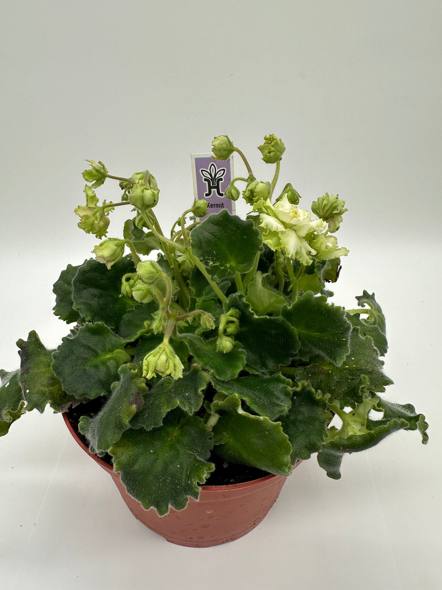 Kermit - Live African Violet 6"