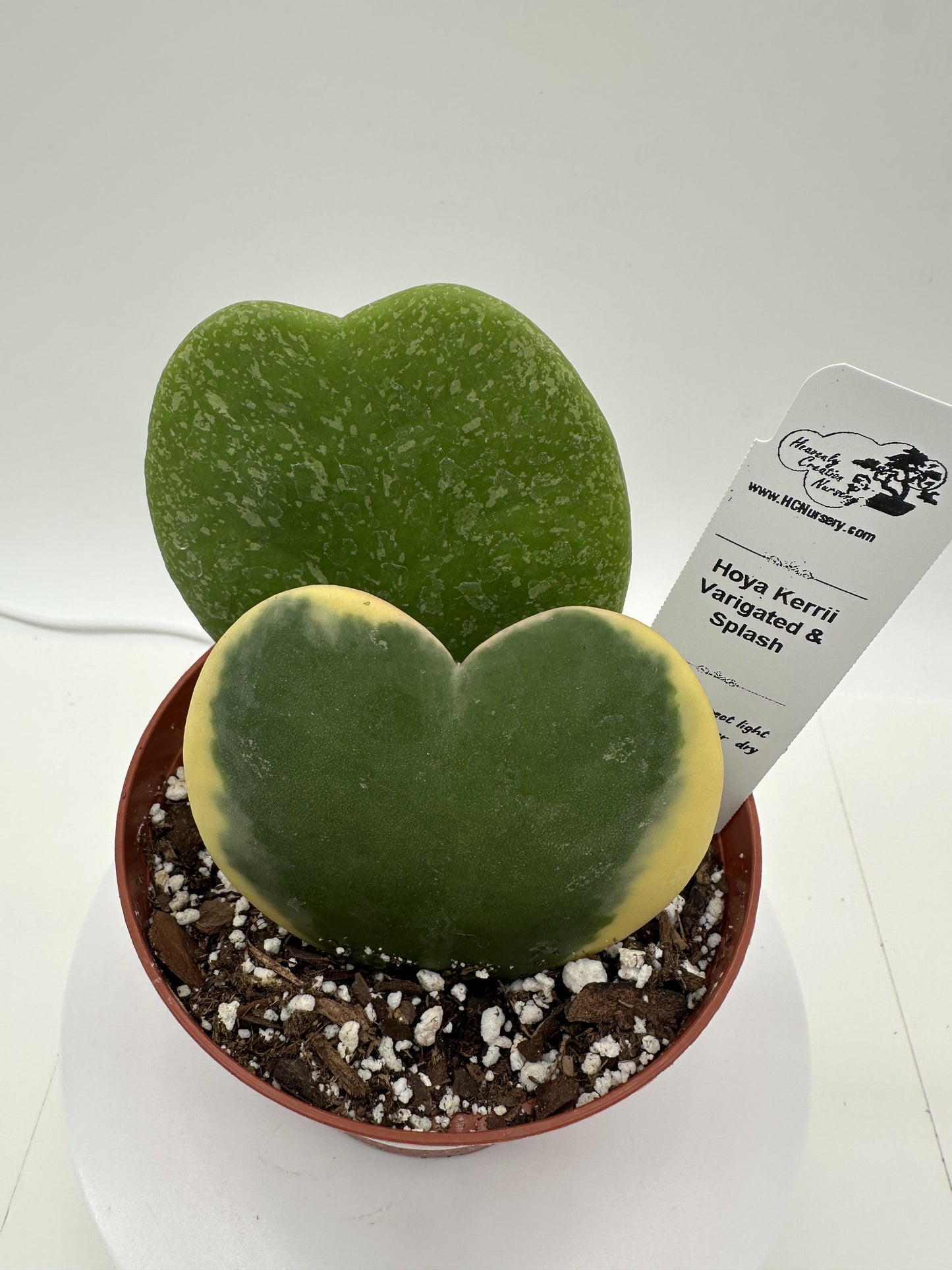 Kerrii Var/Splash His & Hers (Heart) - Live Hoya 4"