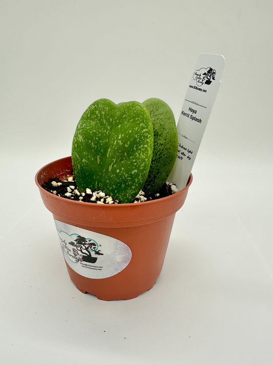 Kerrii Splash His & Hers (Heart) - Live Hoya 4"