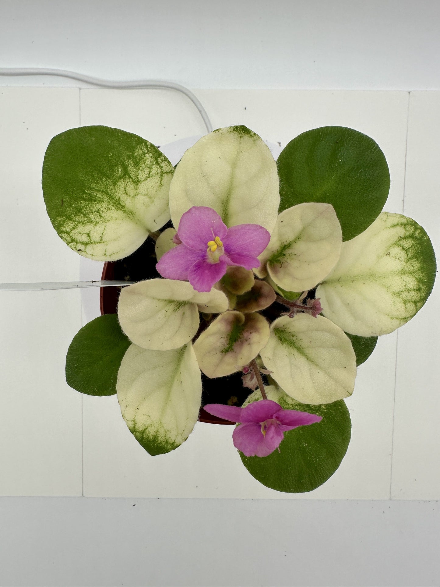 Key Lime Treat - Live African Violet 4"