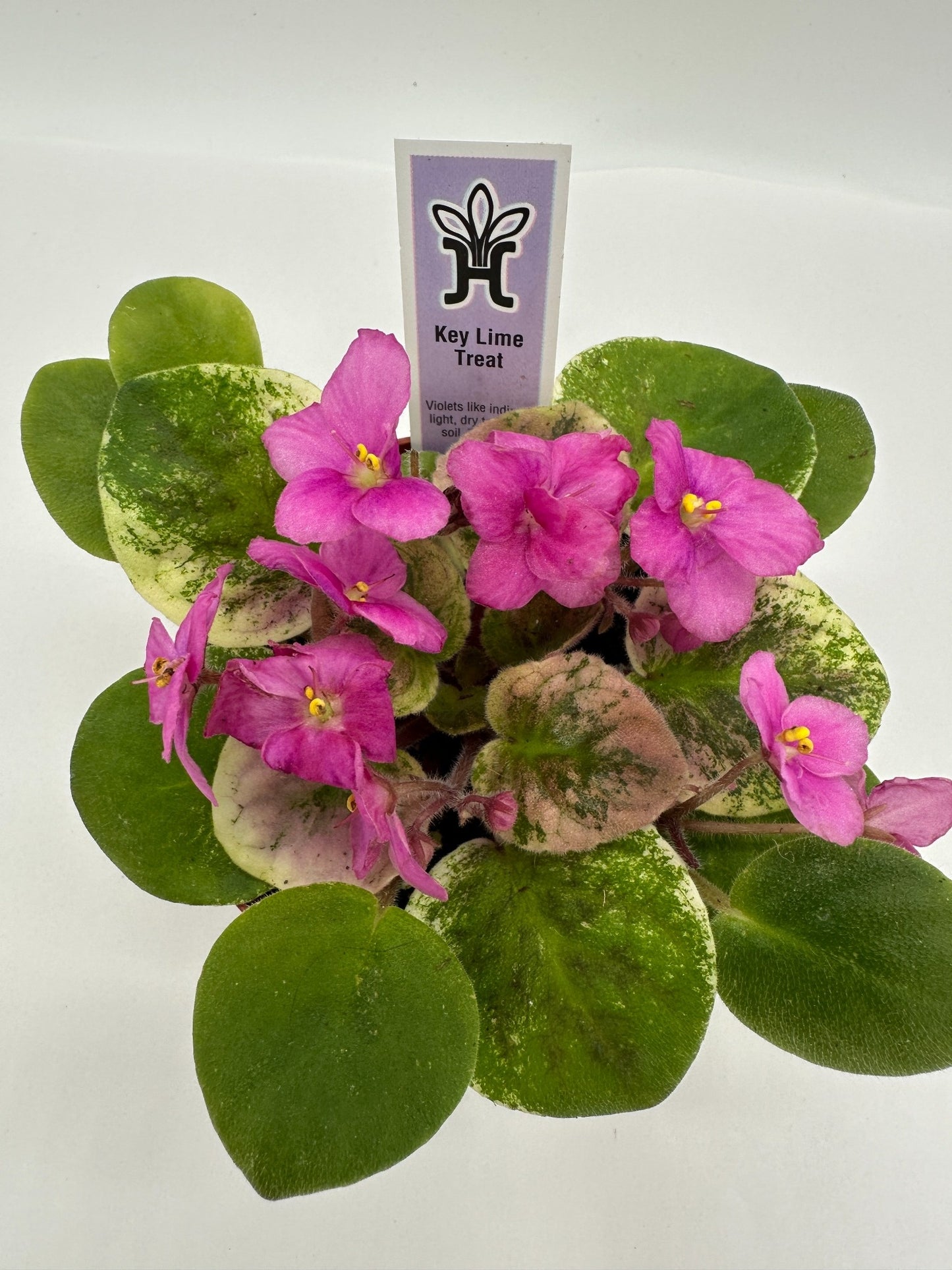 Key Lime Treat - Live African Violet 4"