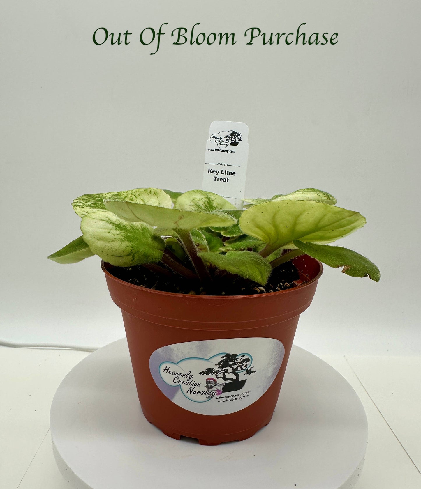 Key Lime Treat - Live African Violet 4"