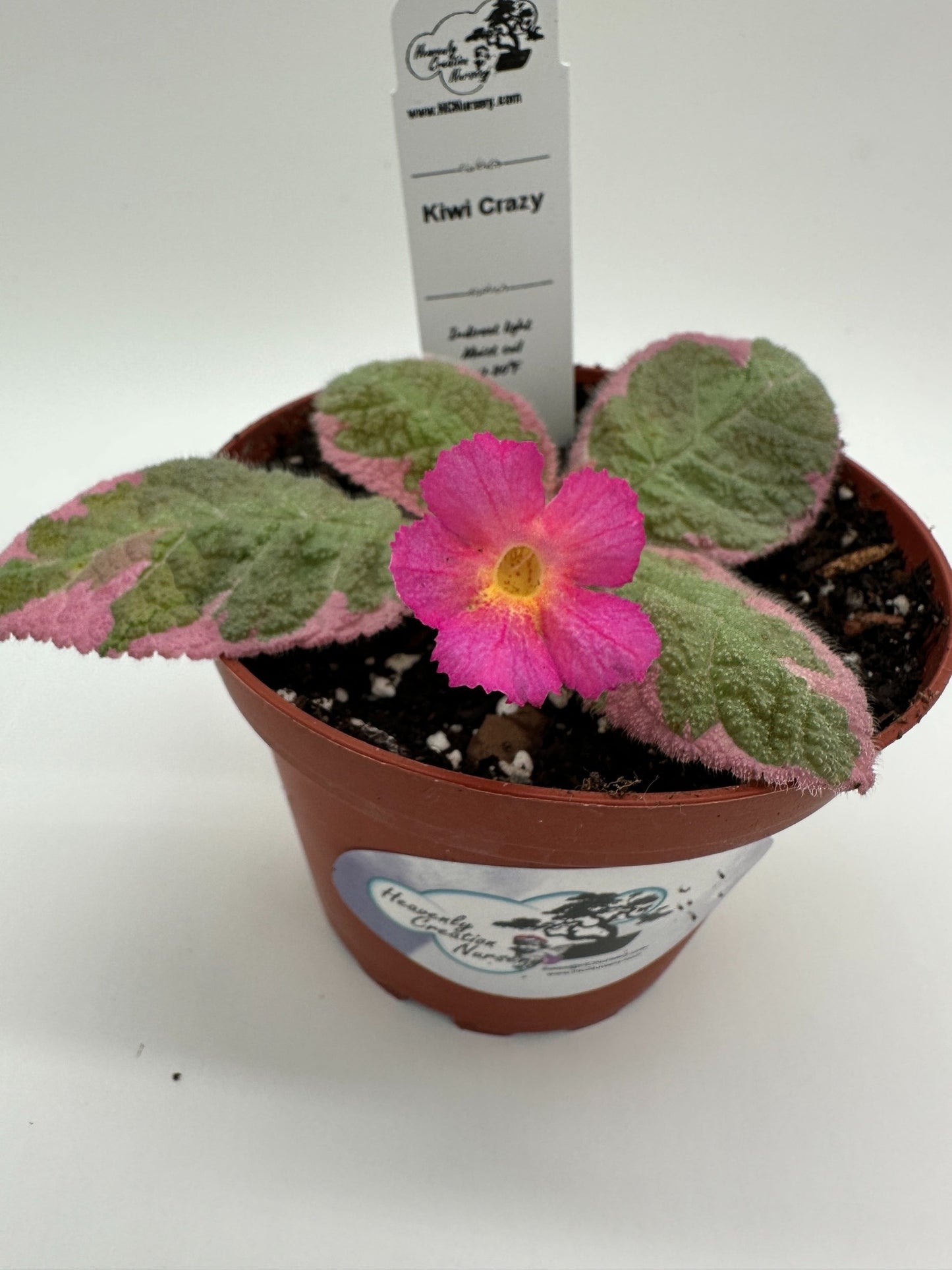Kiwi Crazy - Live Episcia 4" (Elite)