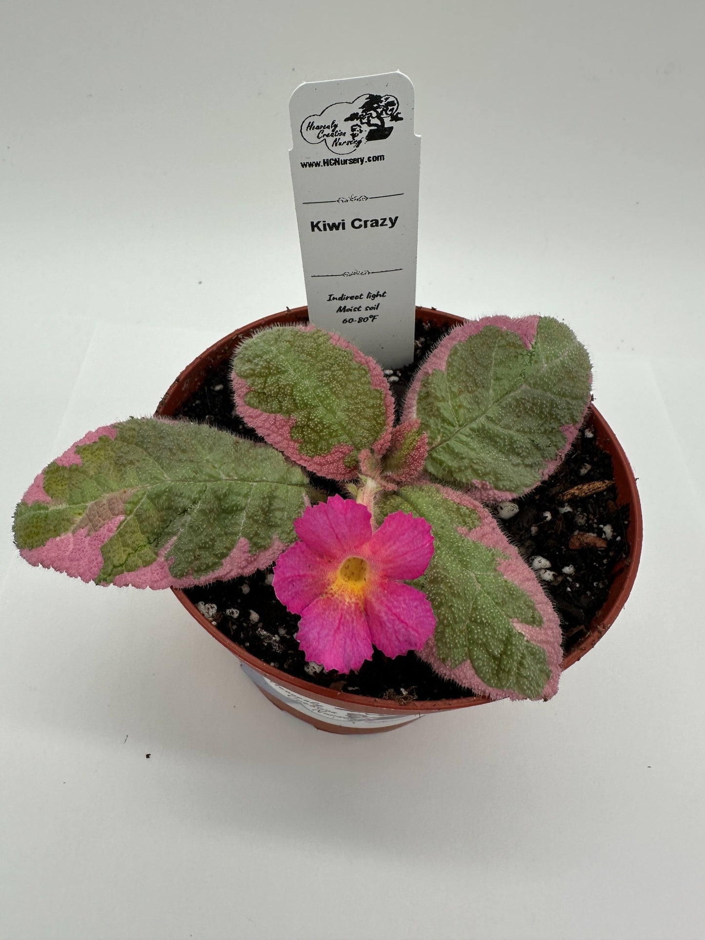 Kiwi Crazy - Live Episcia 4" (Elite)