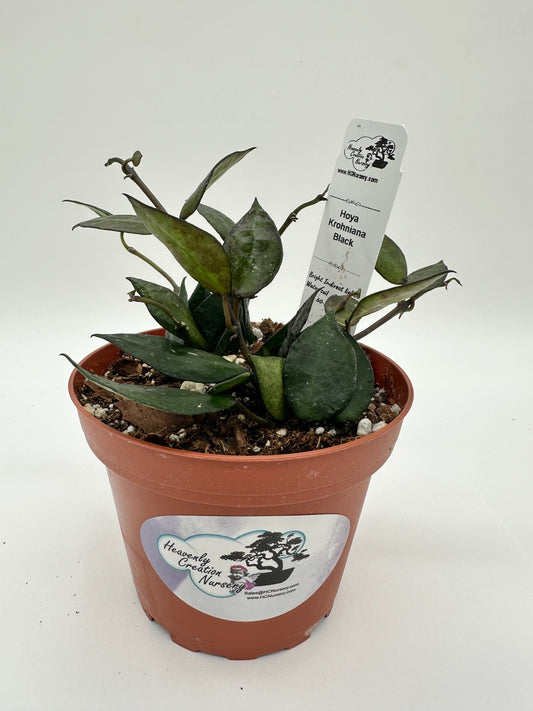 Krohniana Black - Live Hoya 4"