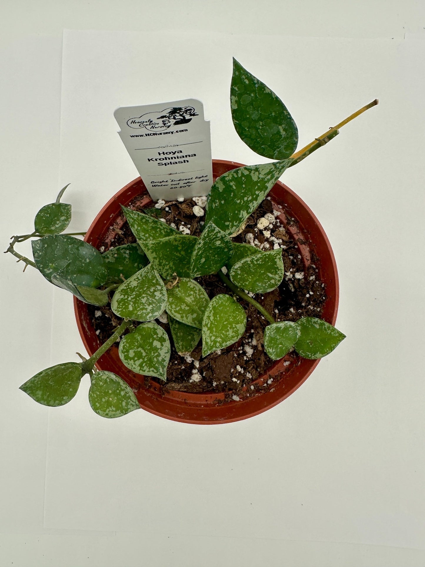 Krohniana Splash - Live Hoya 4"