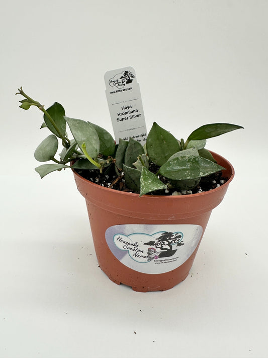 Krohniana Super Silver (Arctic, Eskimo) - Live Hoya 4"